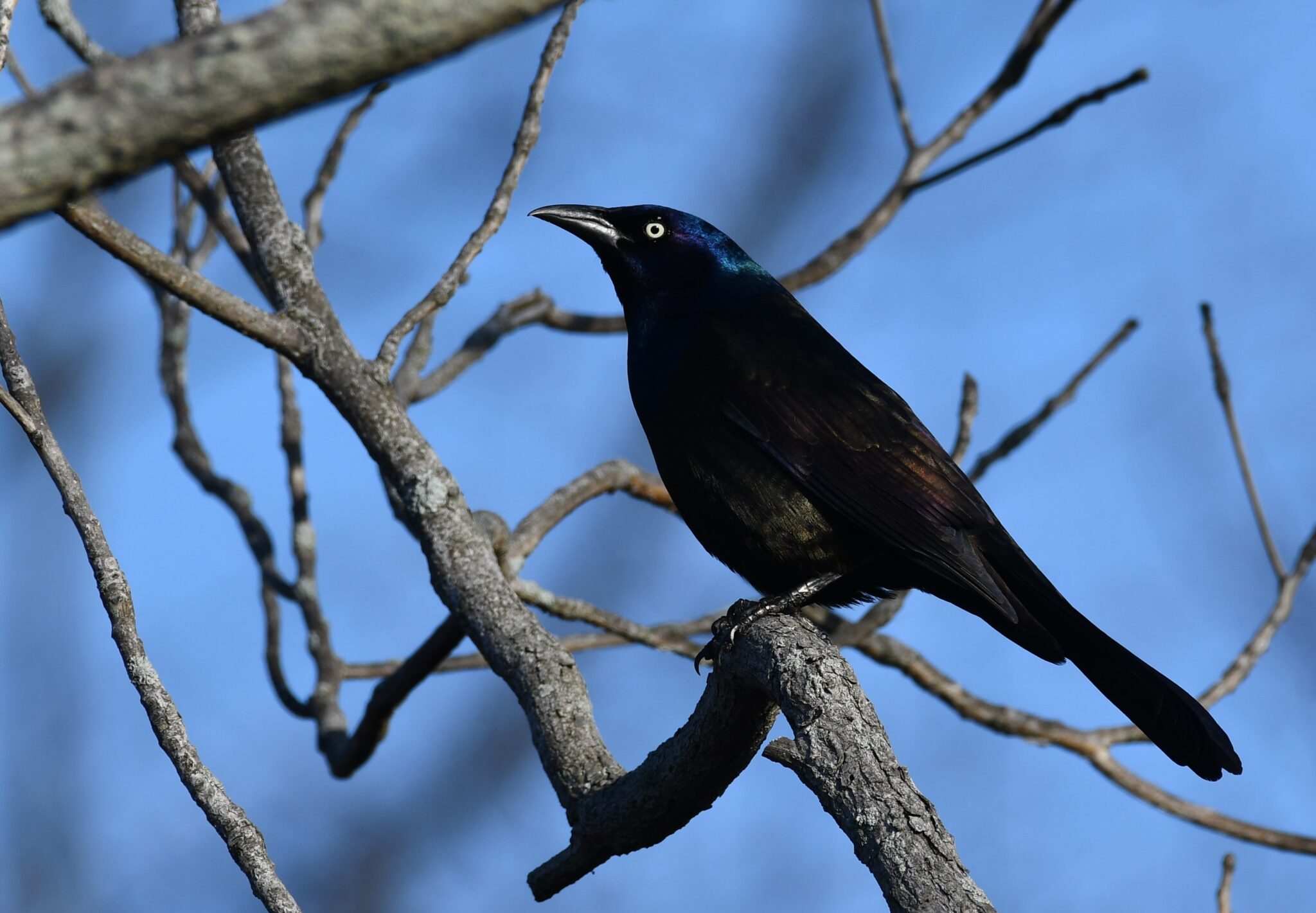 Birding, P.I. (Presque Isle and environs) - Birding, PI