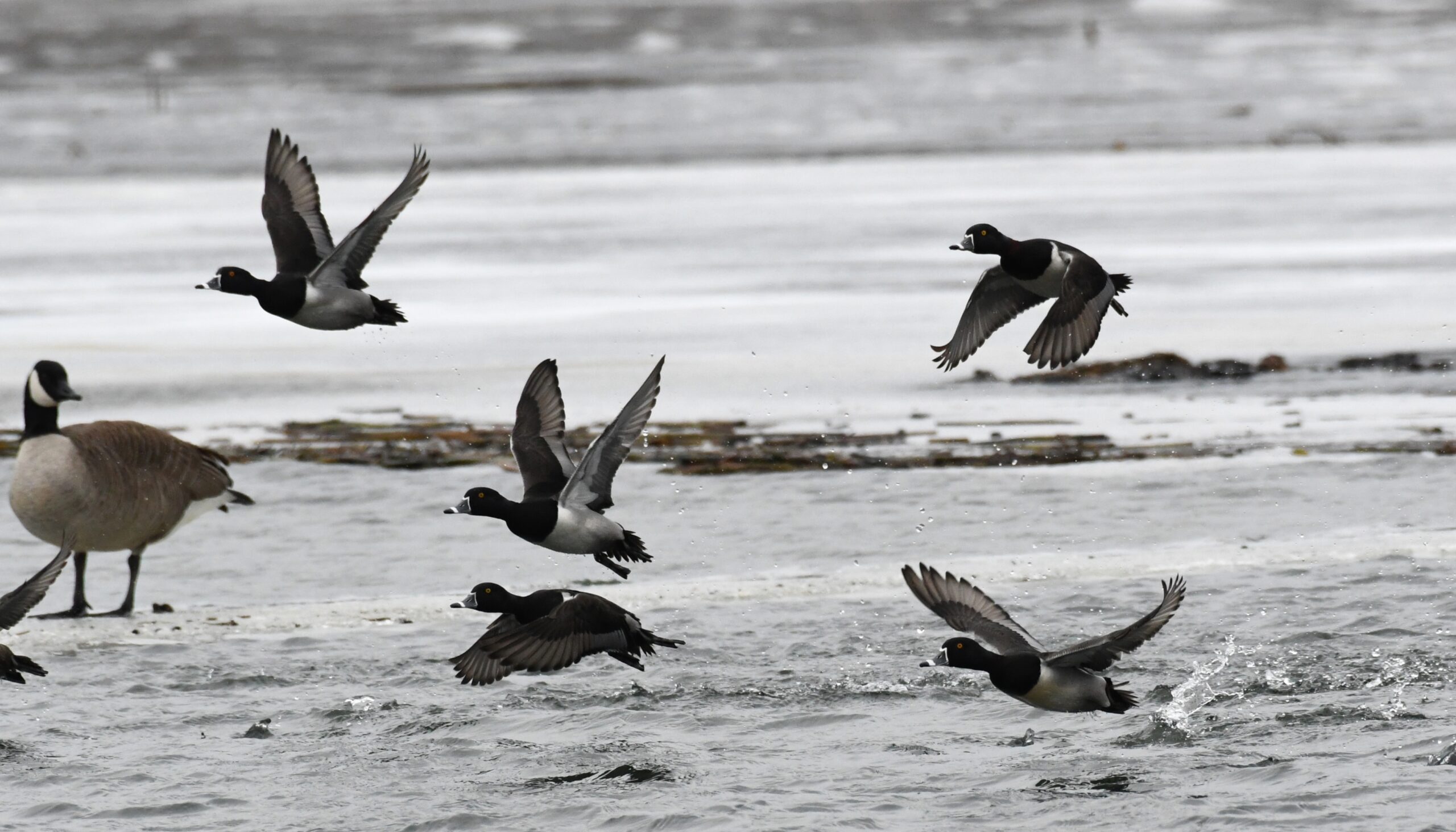 Ring-necked Ducks taking flight over Long Pond, Presque Isle State Park