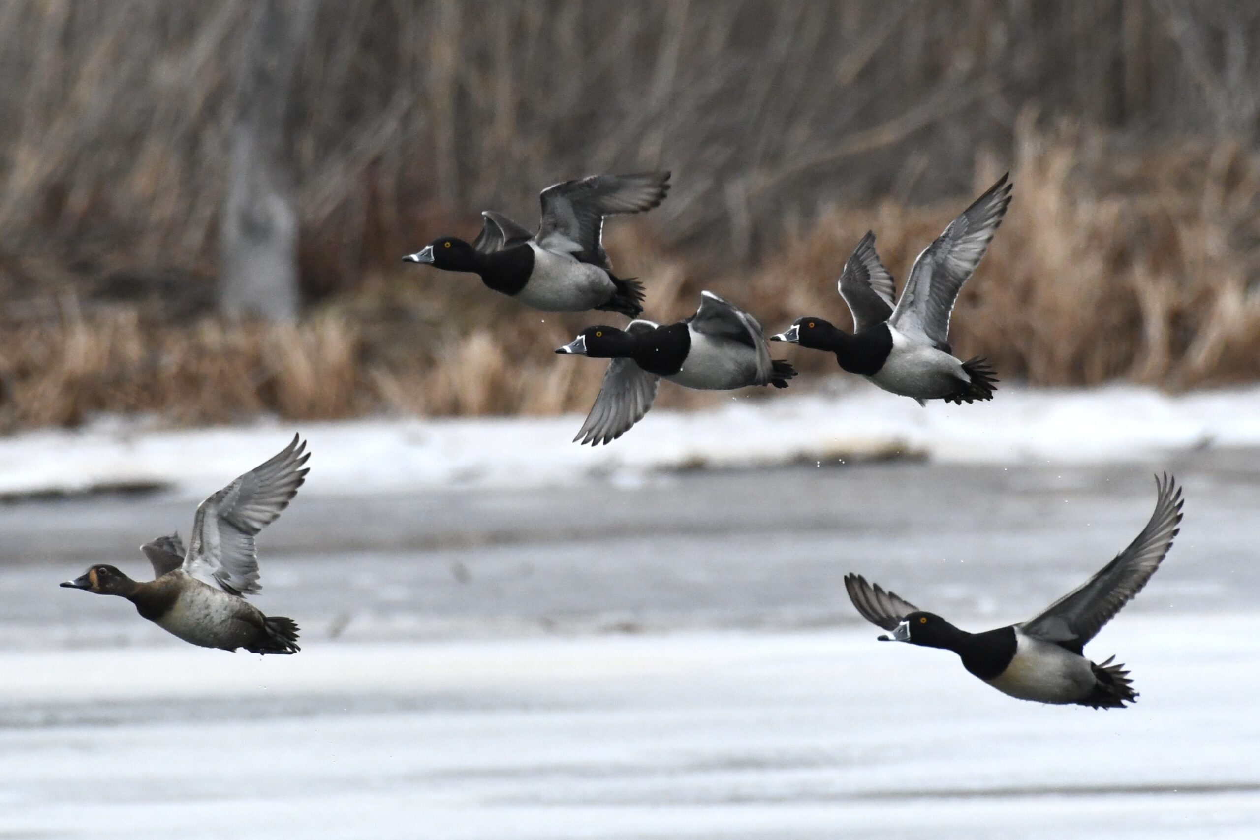 Ring-necked Ducks taking flight over Long Pond, Presque Isle State Park