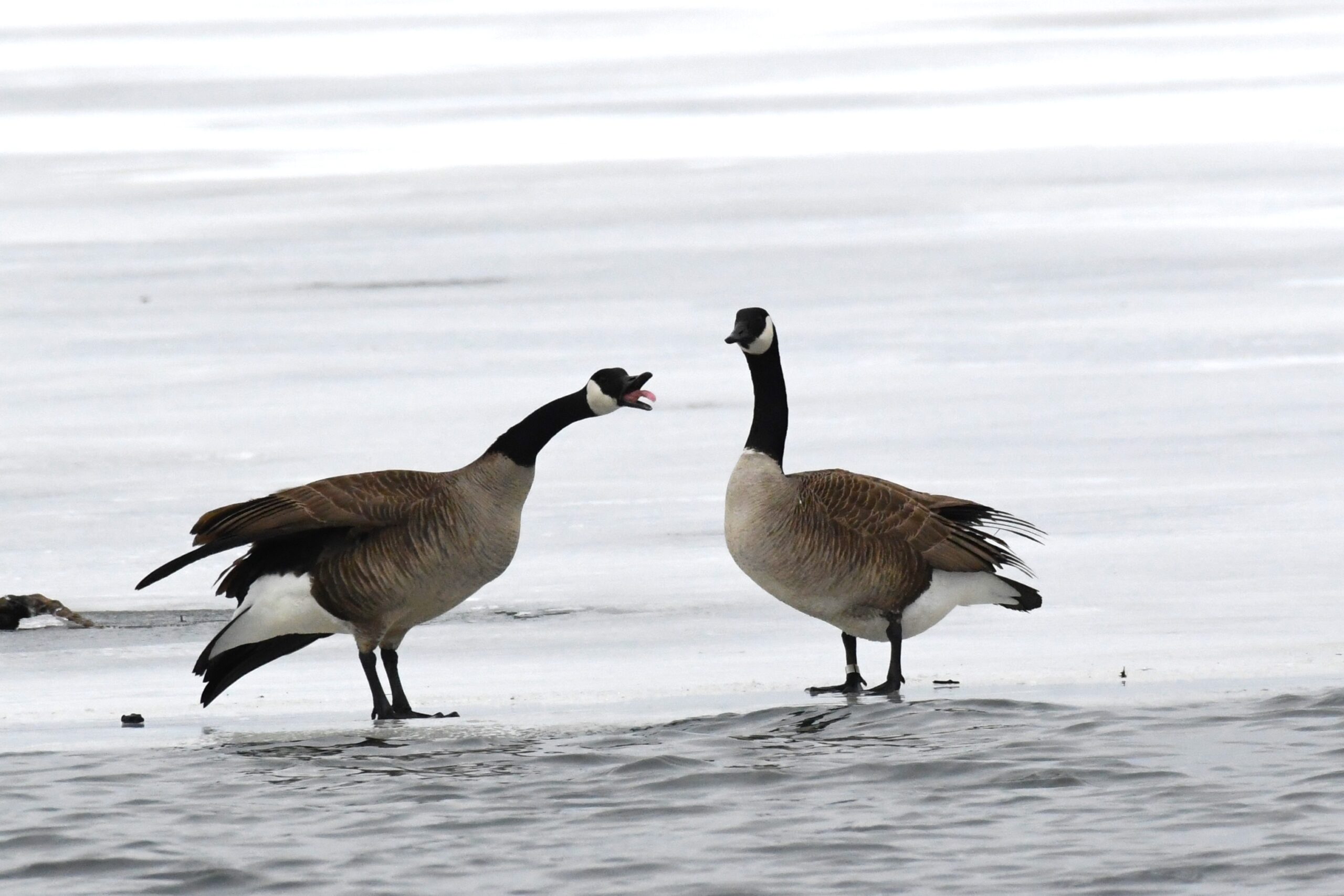 Canadian Geese at Long Pond, Presque Isle State Park