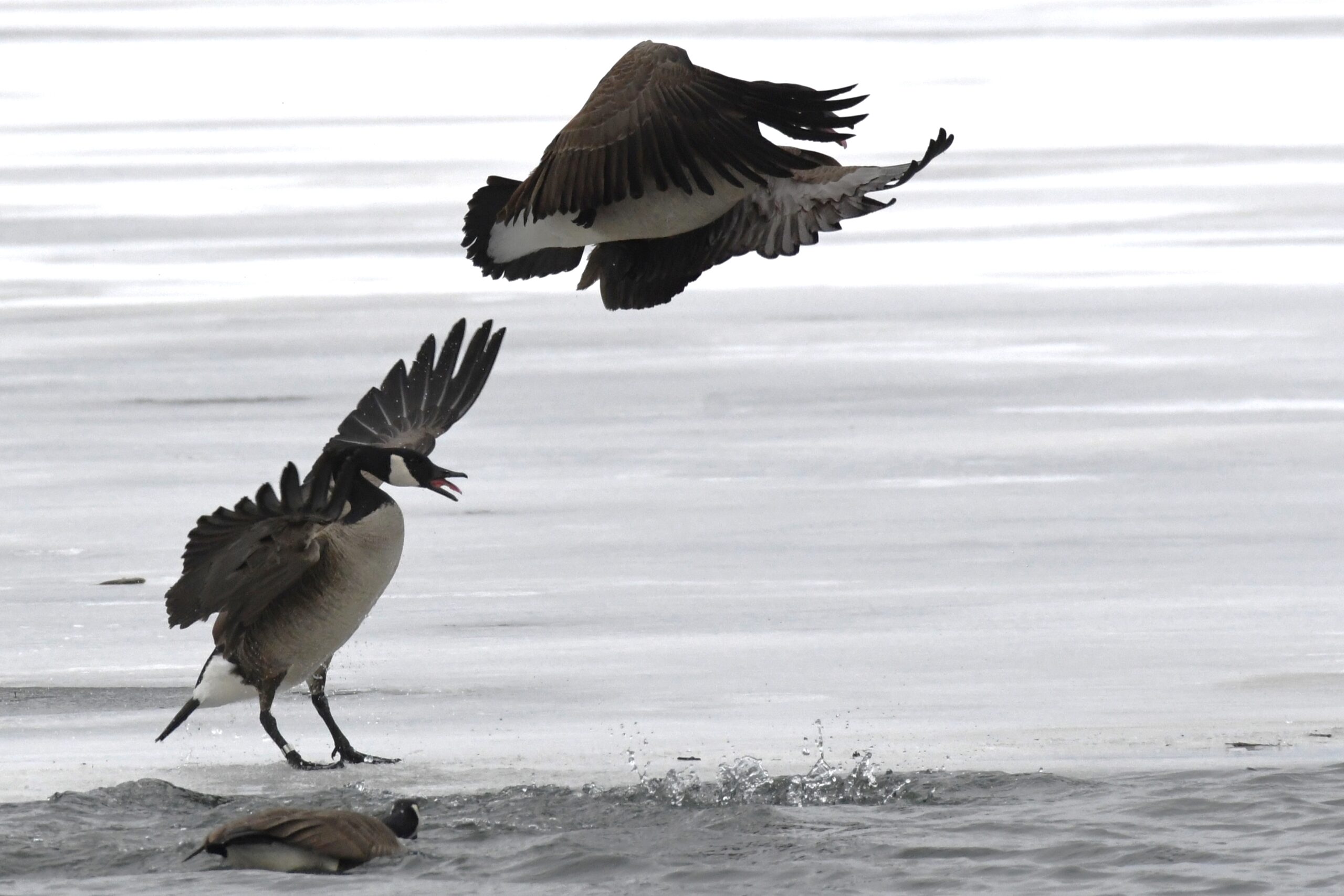 Canadian Geese at Long Pond, Presque Isle State Park