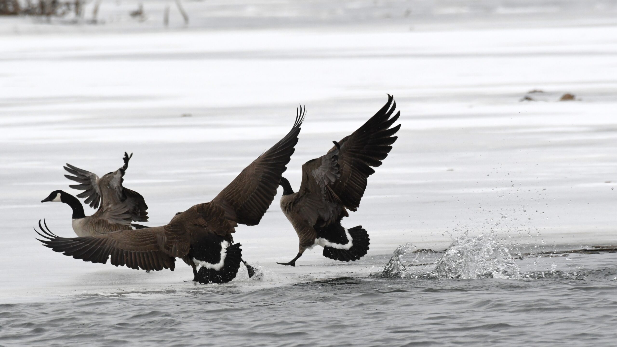 Canadian Geese at Long Pond, Presque Isle State Park