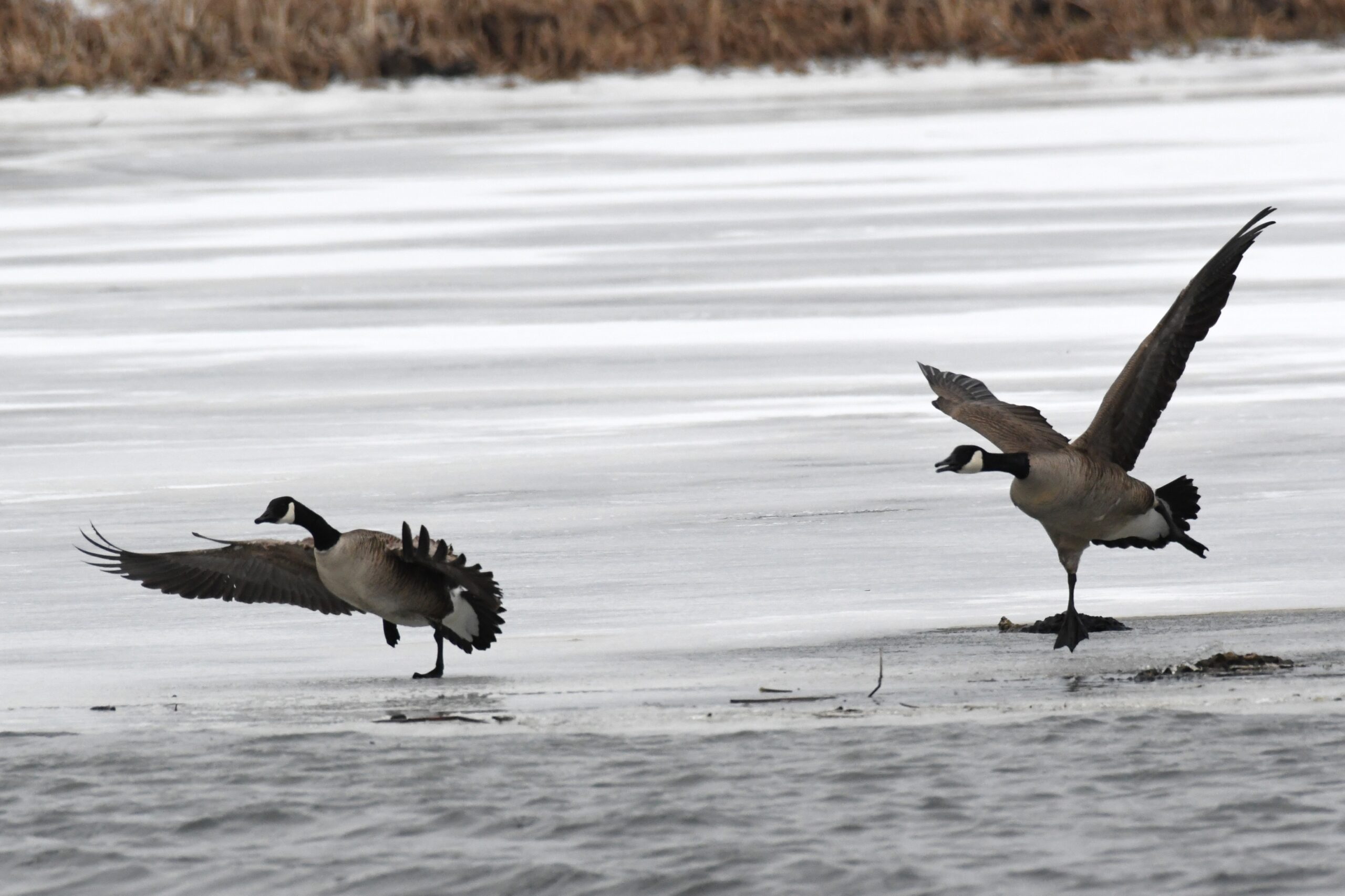 Canadian Geese at Long Pond, Presque Isle State Park