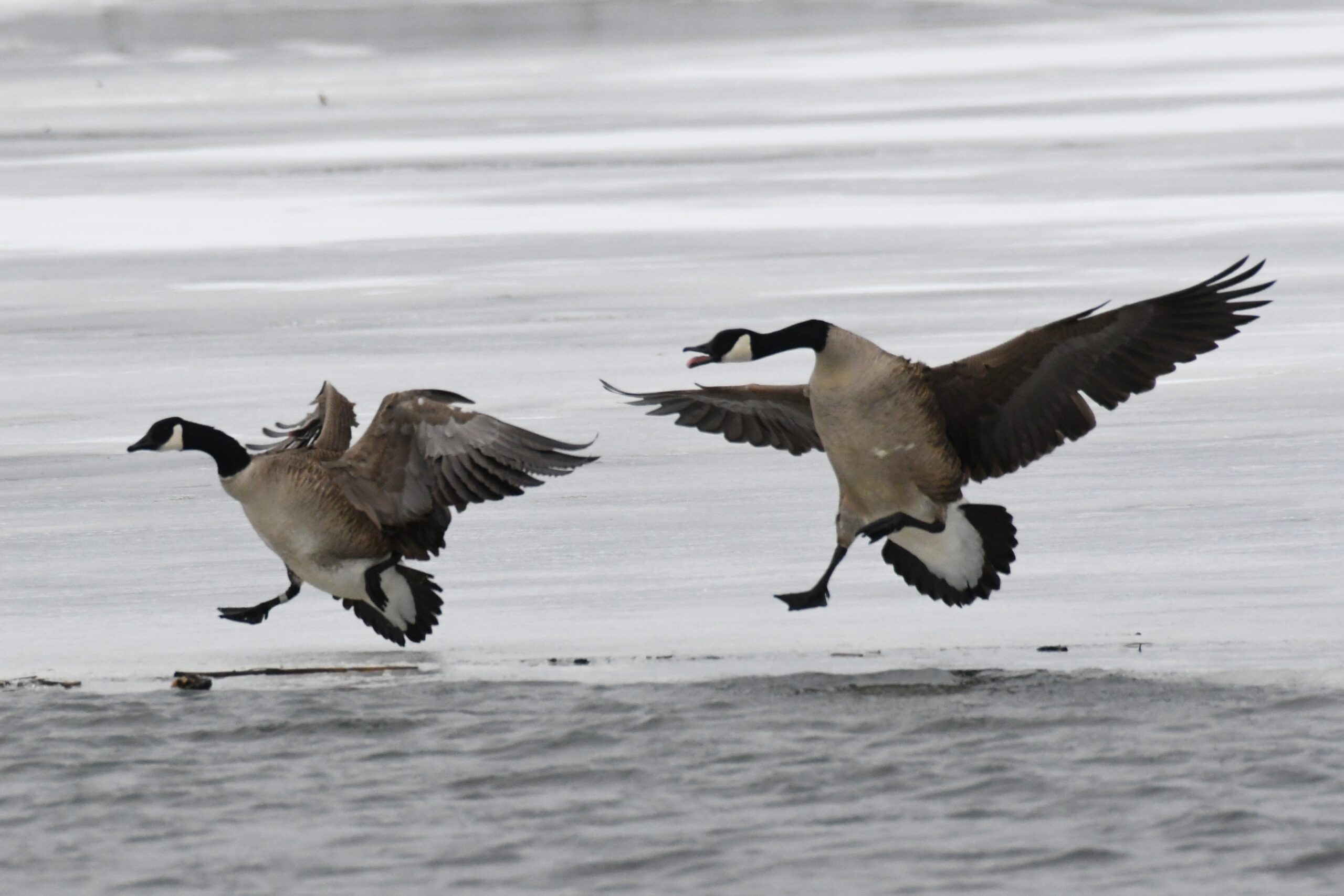 Canadian Geese at Long Pond, Presque Isle State Park