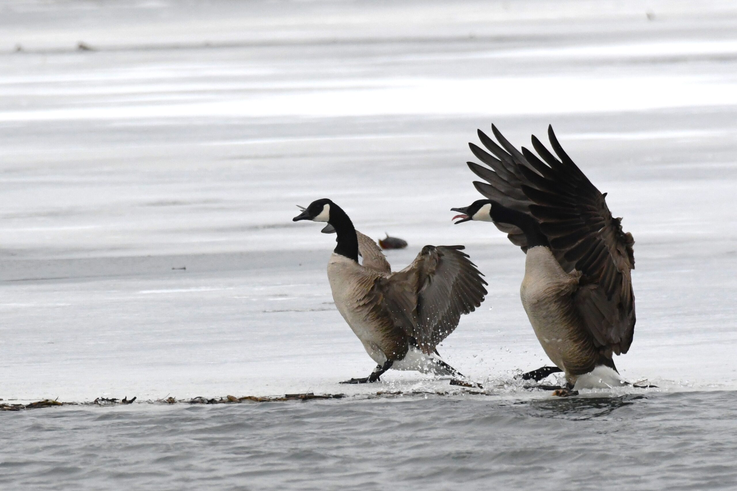 Canadian Geese at Long Pond, Presque Isle State Park