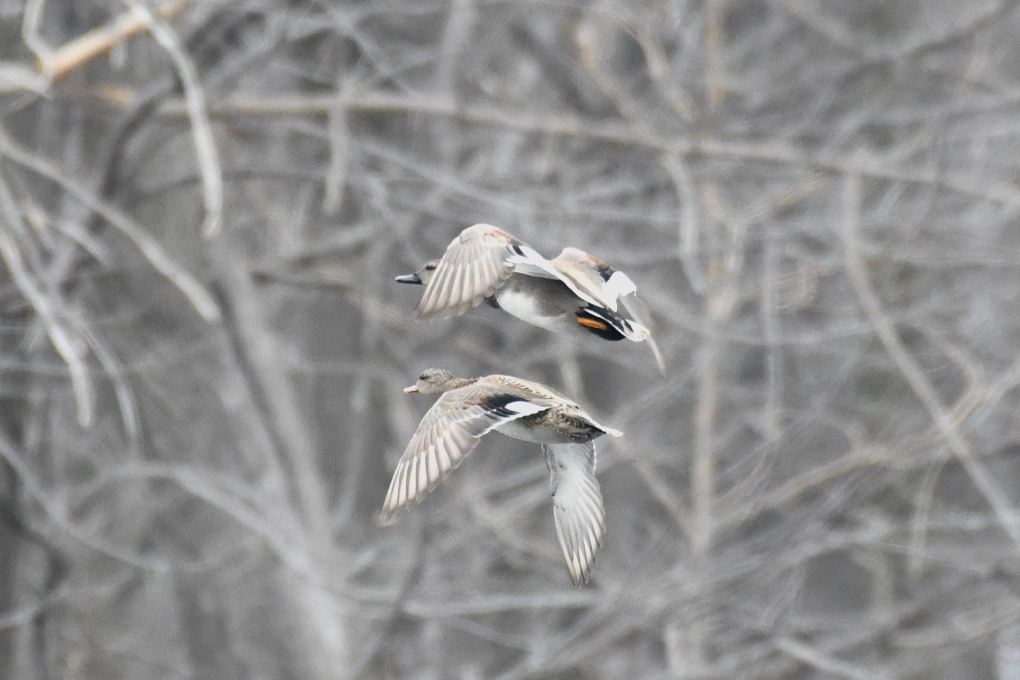 Ducks in flight over Long Pond, Presque Isle State Park