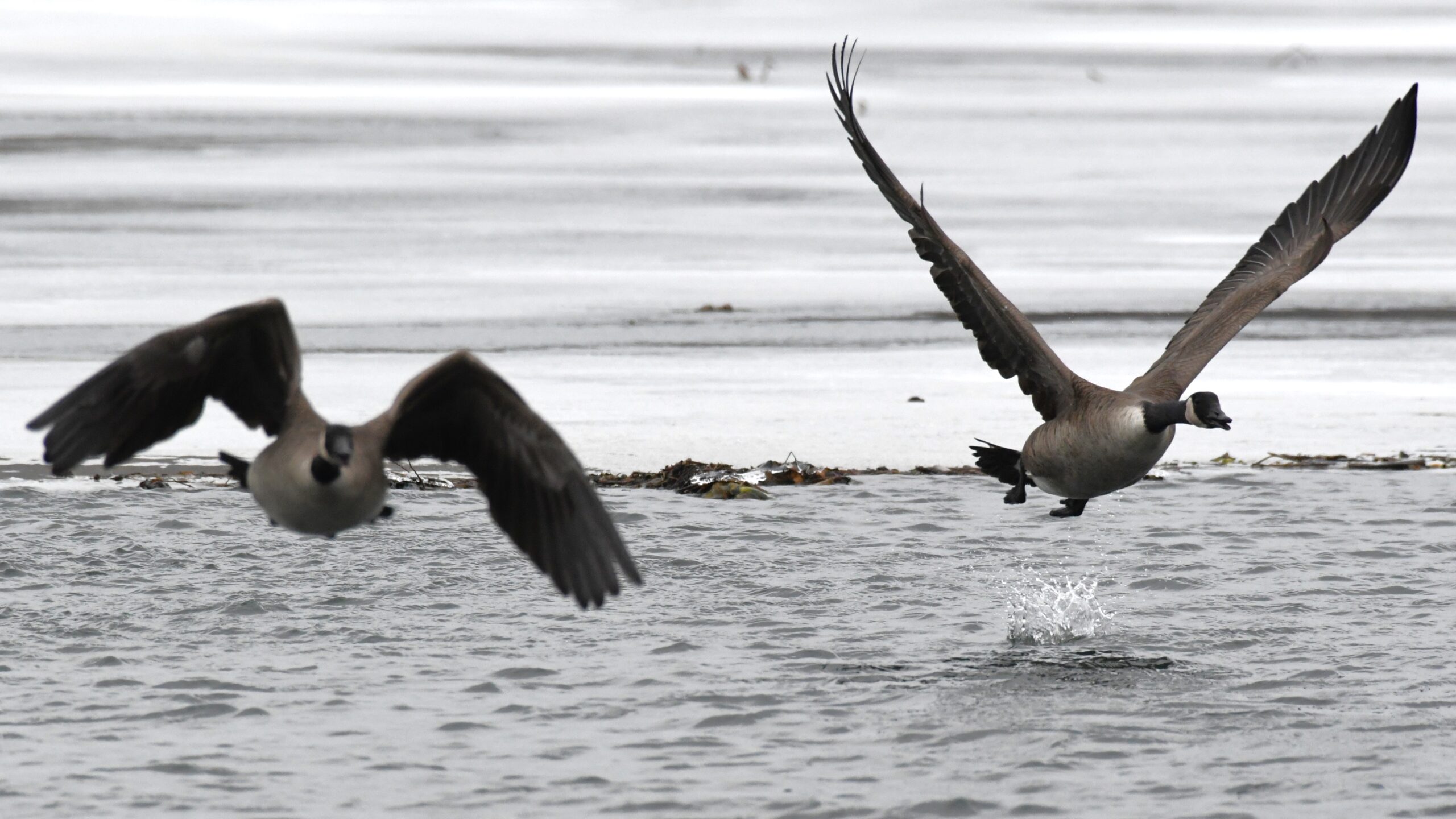 Canadian Geese at Long Pond, Presque Isle State Park