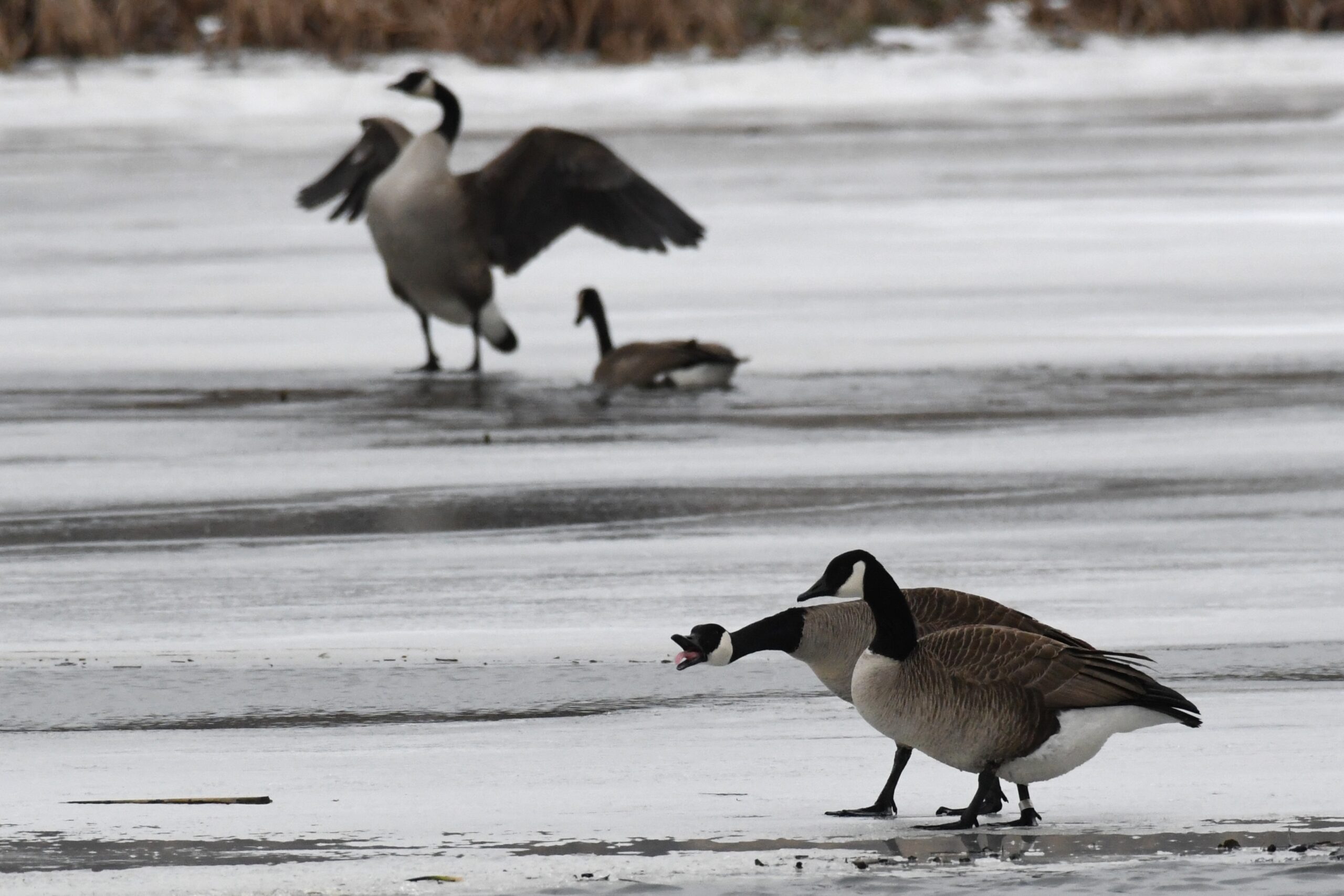 Canadian Geese at Long Pond, Presque Isle State Park