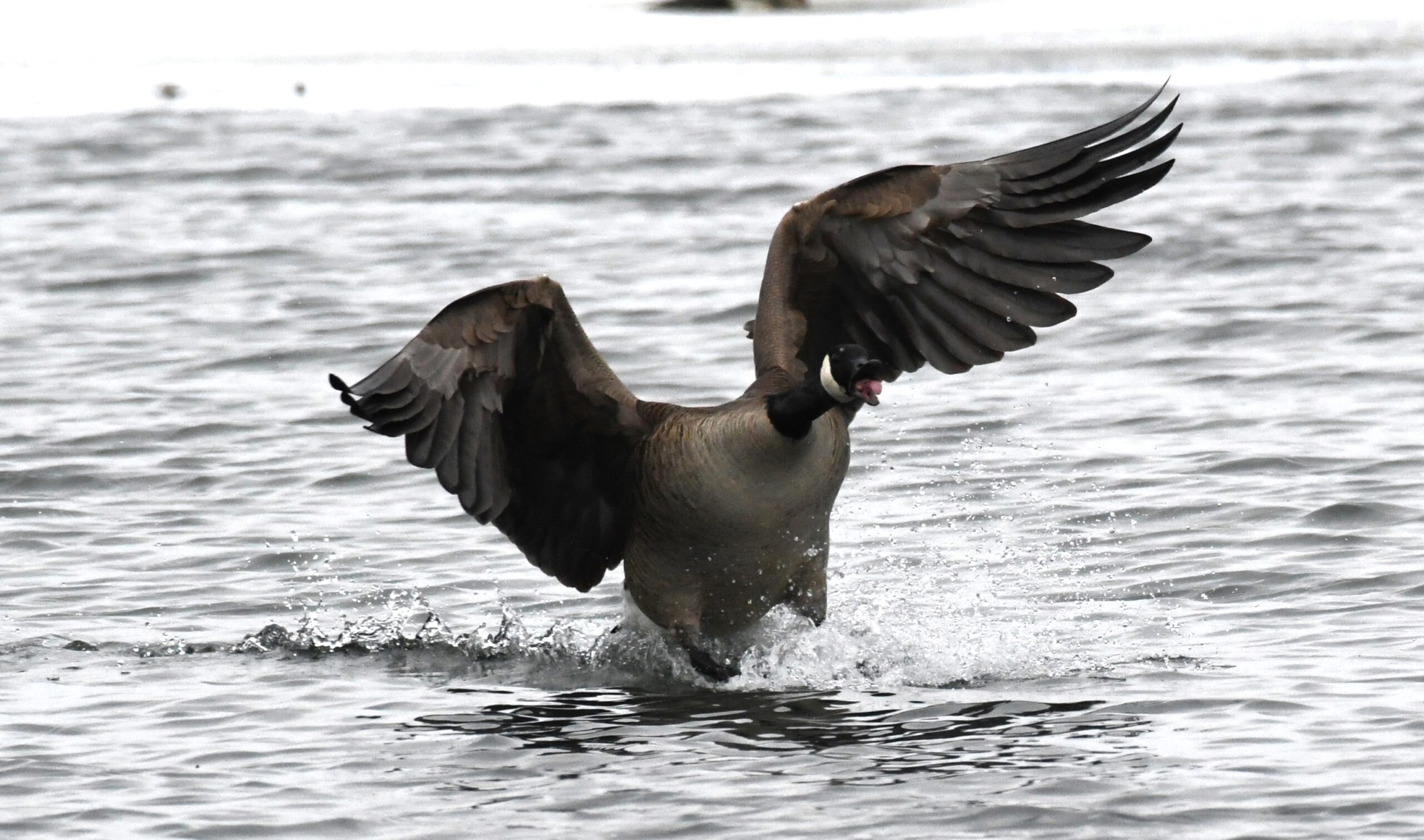 Canadian Geese at Long Pond, Presque Isle State Park