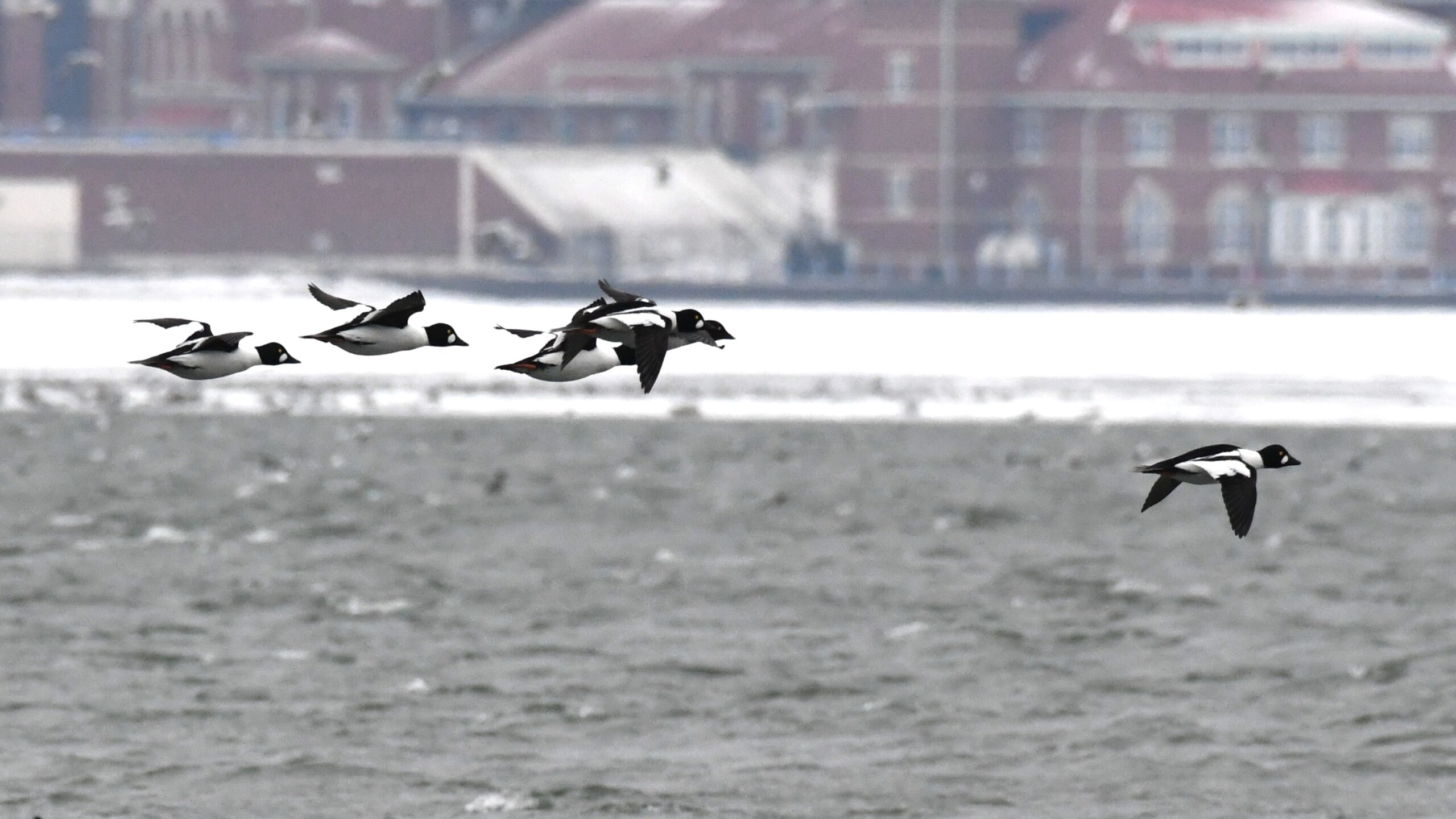 Common Goldeneye in flight over Presque Isle Bay, Presque Isle State Park, by Perry Monument