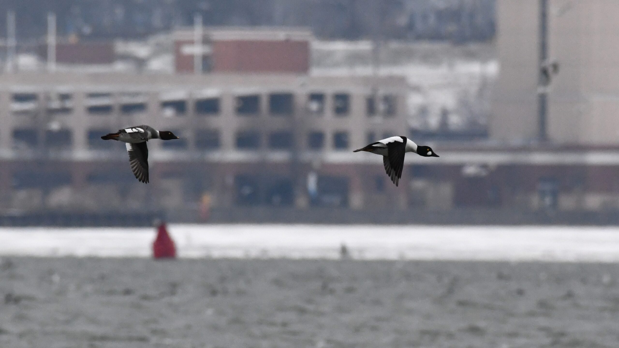 Common Goldeneye in flight over Presque Isle Bay, Presque Isle State Park, by Perry Monument