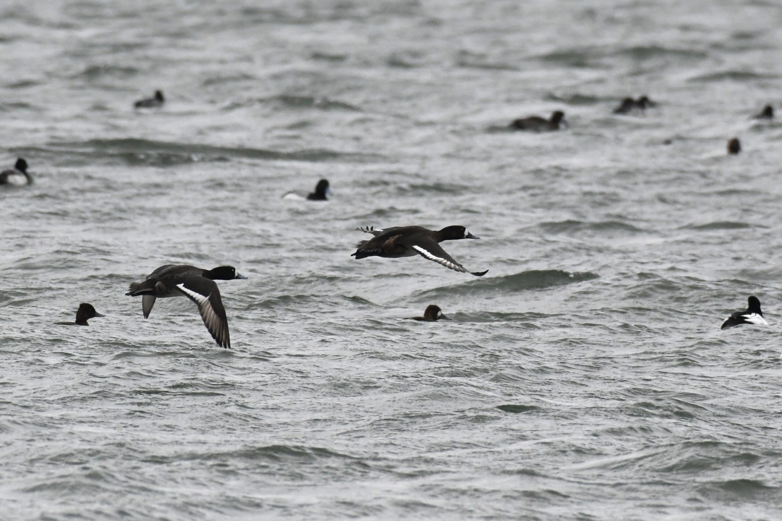 Scaups in flight over Presque Isle Bay, Presque Isle State Park, by Perry Monument