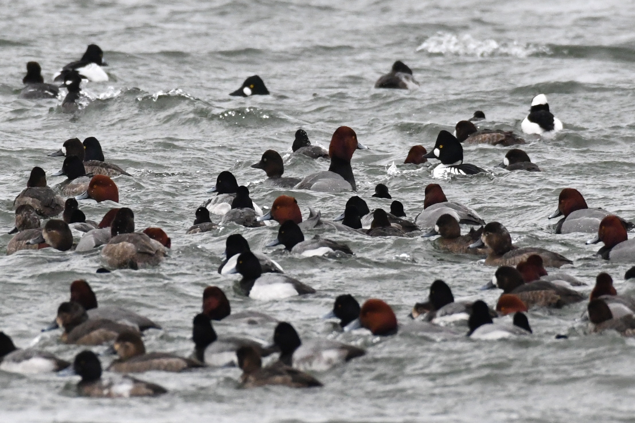 Mixed floating ducks on Presque Isle Bay, Presque Isle State Park