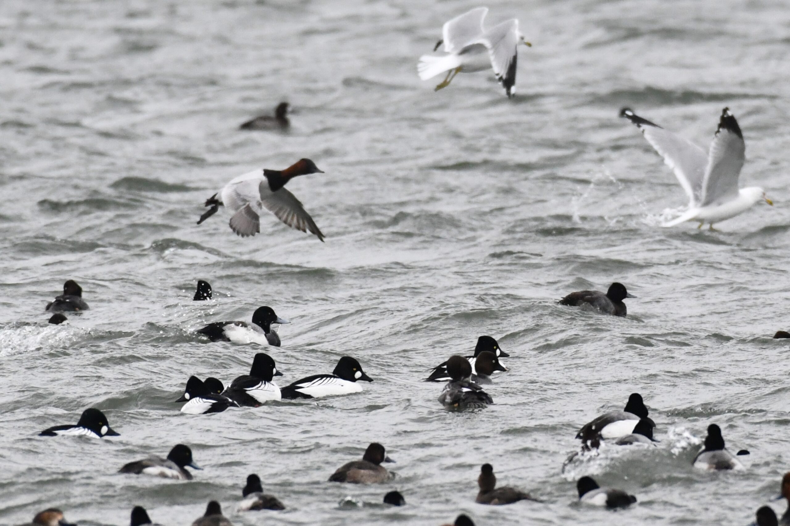 Miscellaneous ducks in the water on Presque Isle Bay, Presque Isle State Park