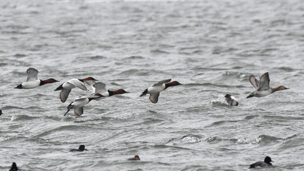 Redhead ducks in flight over Presque Isle Bay, Presque Isle State Park, by Perry Monument