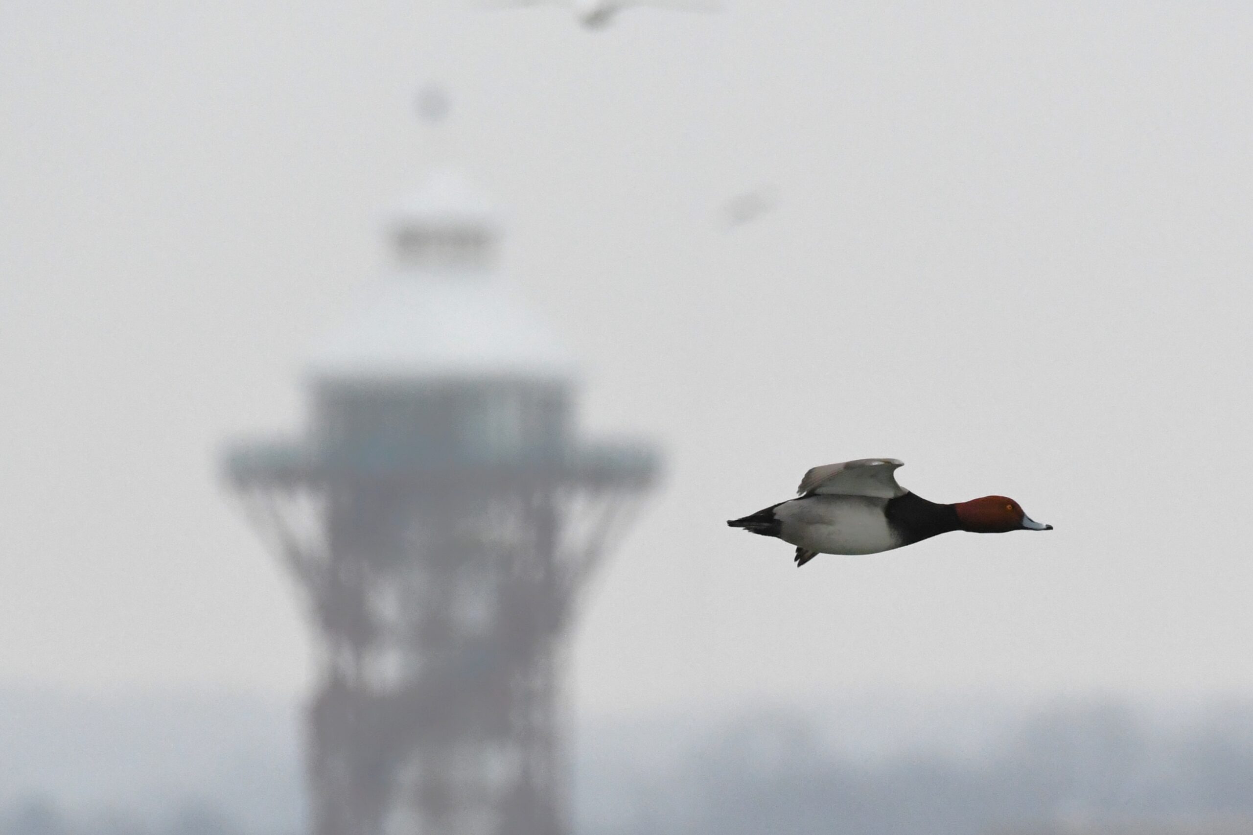 One Redhead Duck in flight over Presque Isle Bay, Presque Isle State Park, by Perry Monument