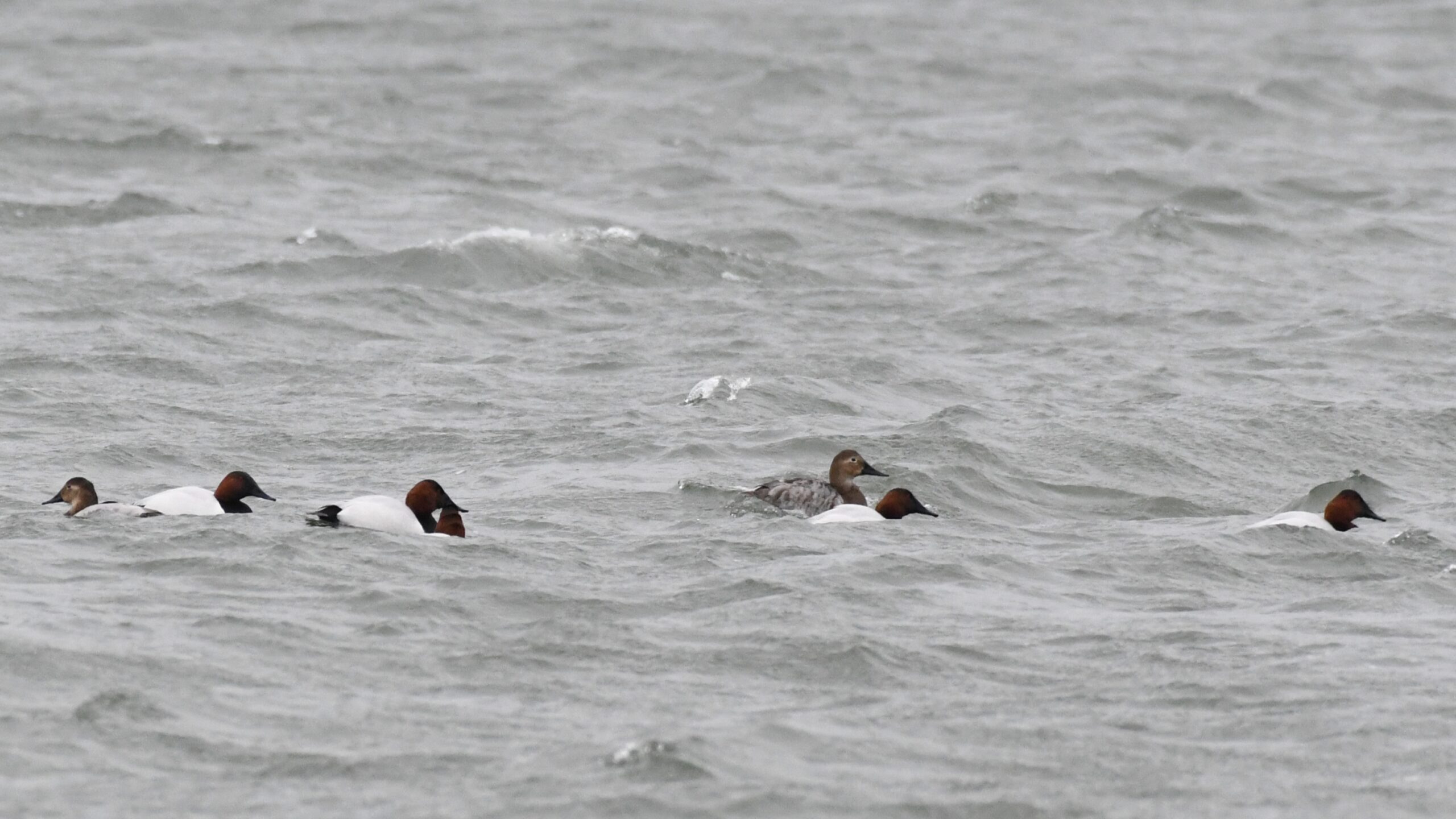 Several male and female Canvasback Ducks in the water on Presque Isle Bay, Presque Isle State Park