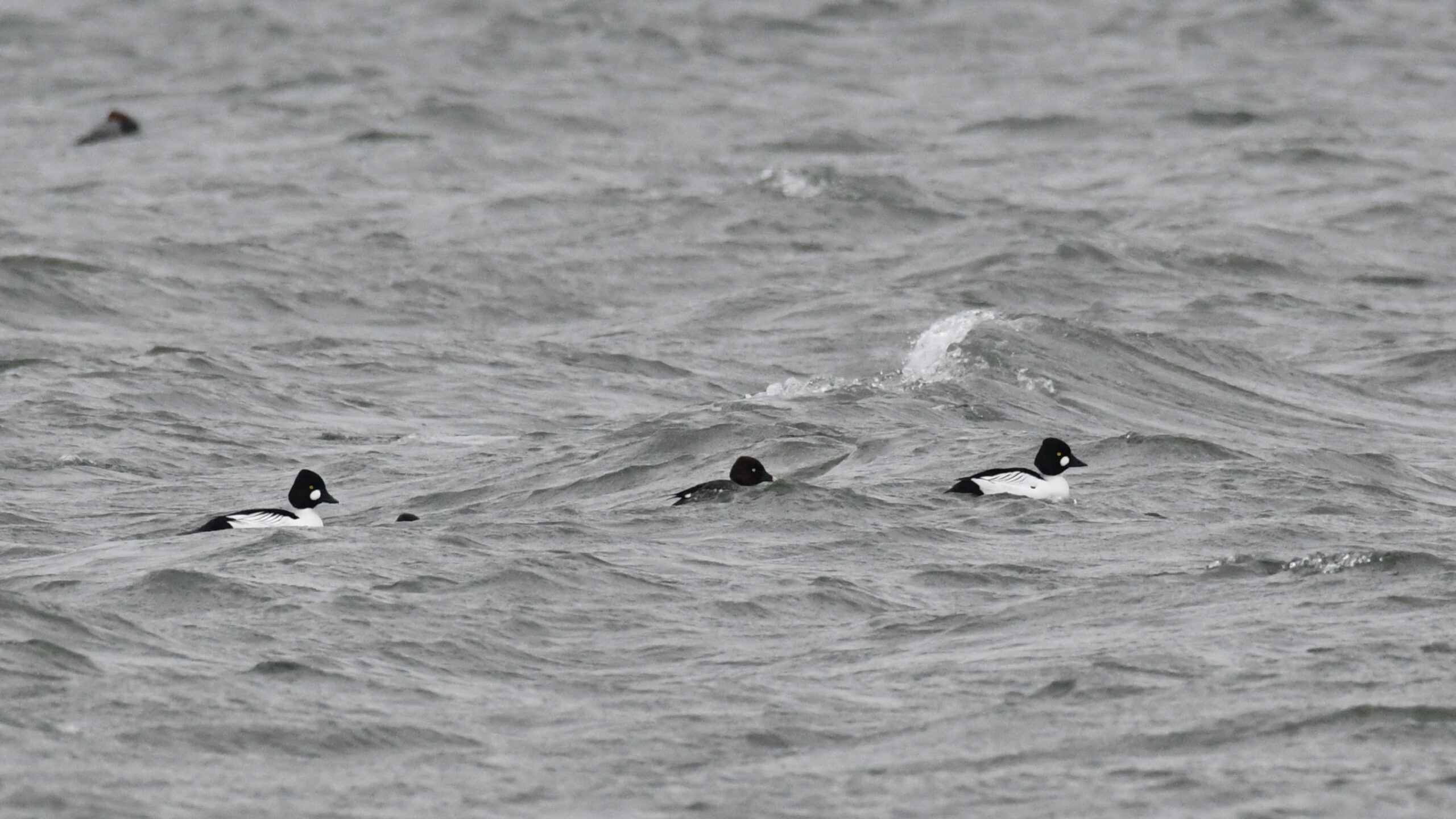 Several Common Goldeneye ducks on the water on Presque Isle Bay, Presque Isle State Park, by the Perry Monument