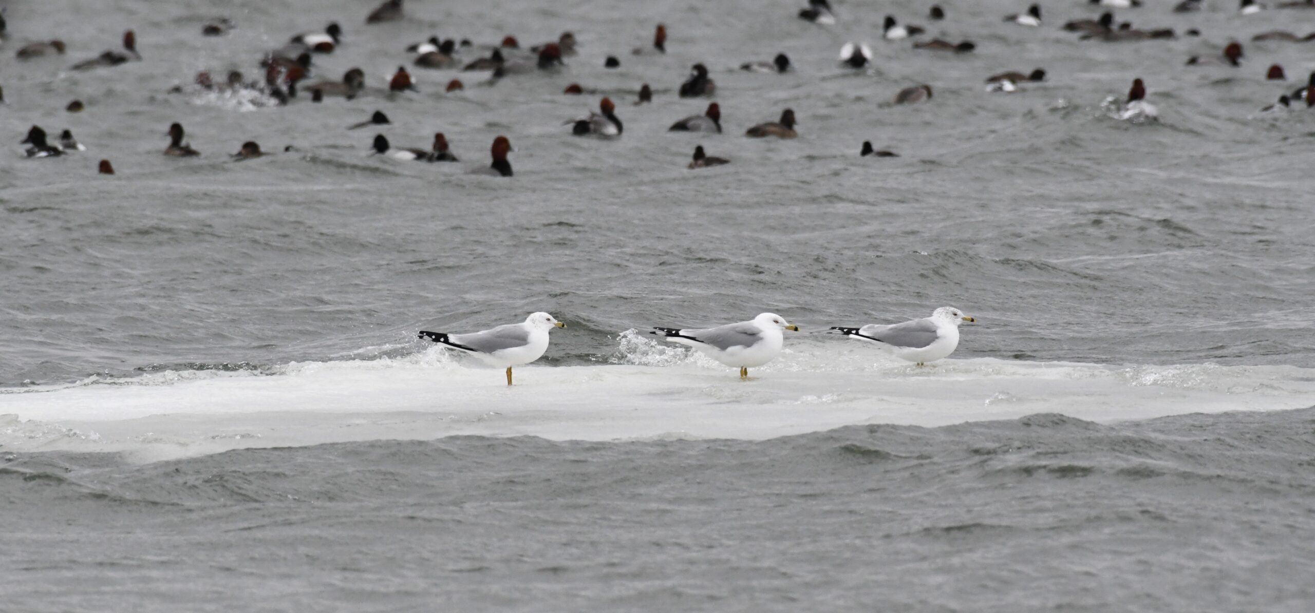 Gulls on a piece of float ice