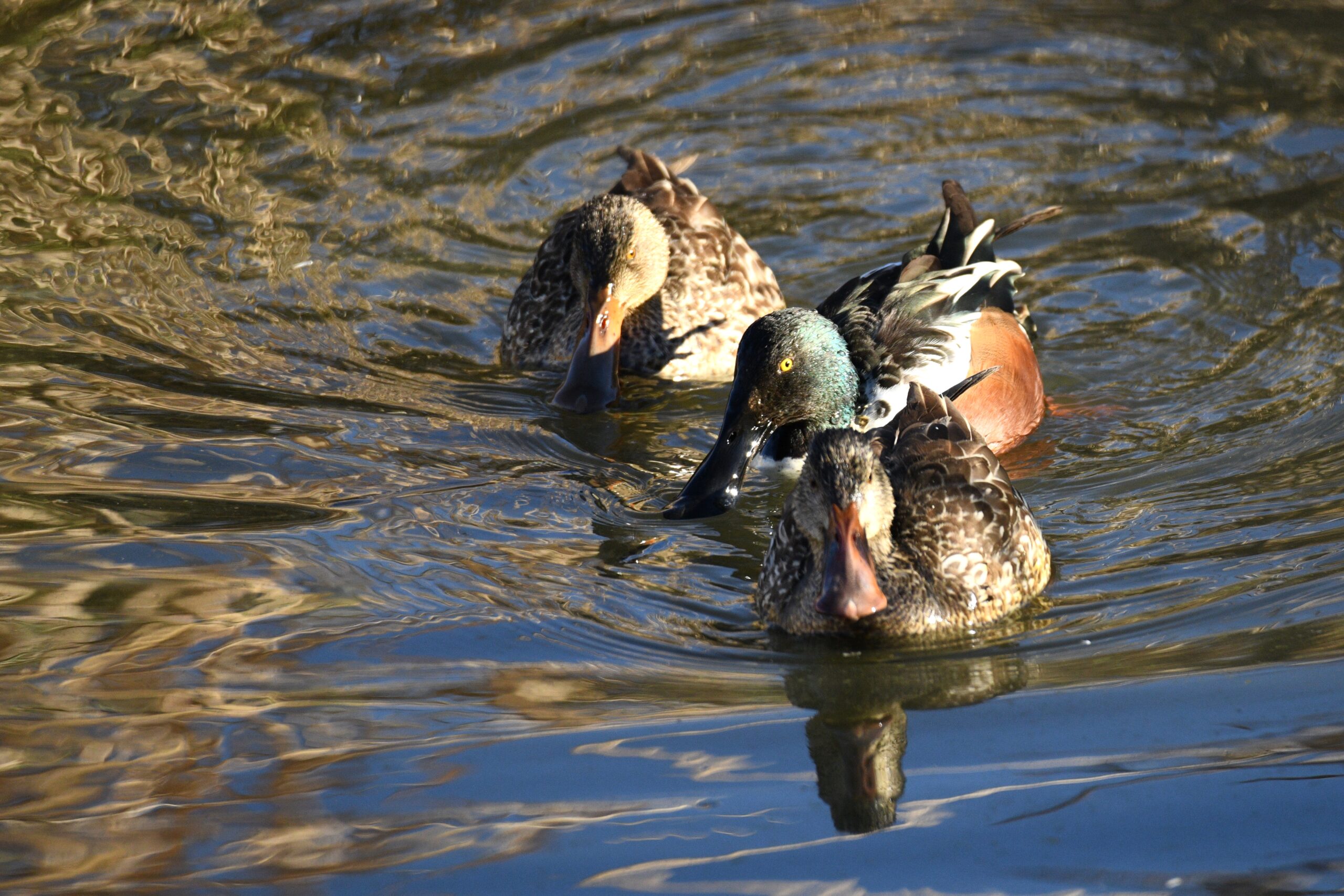 Northern Shovelers, Sweetwater Wetlands, Tucson, Arizona