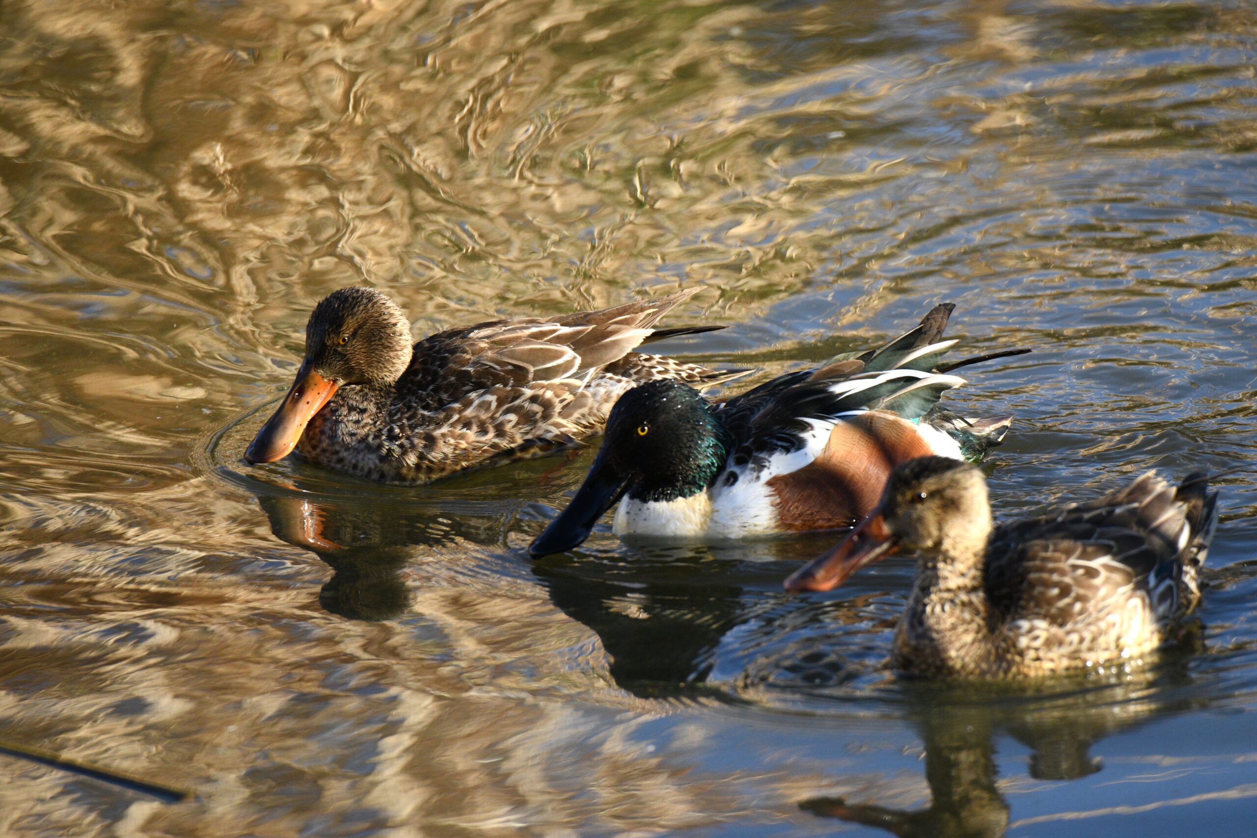 Northern Shovelers, Sweetwater Wetlands, Tucson, Arizona