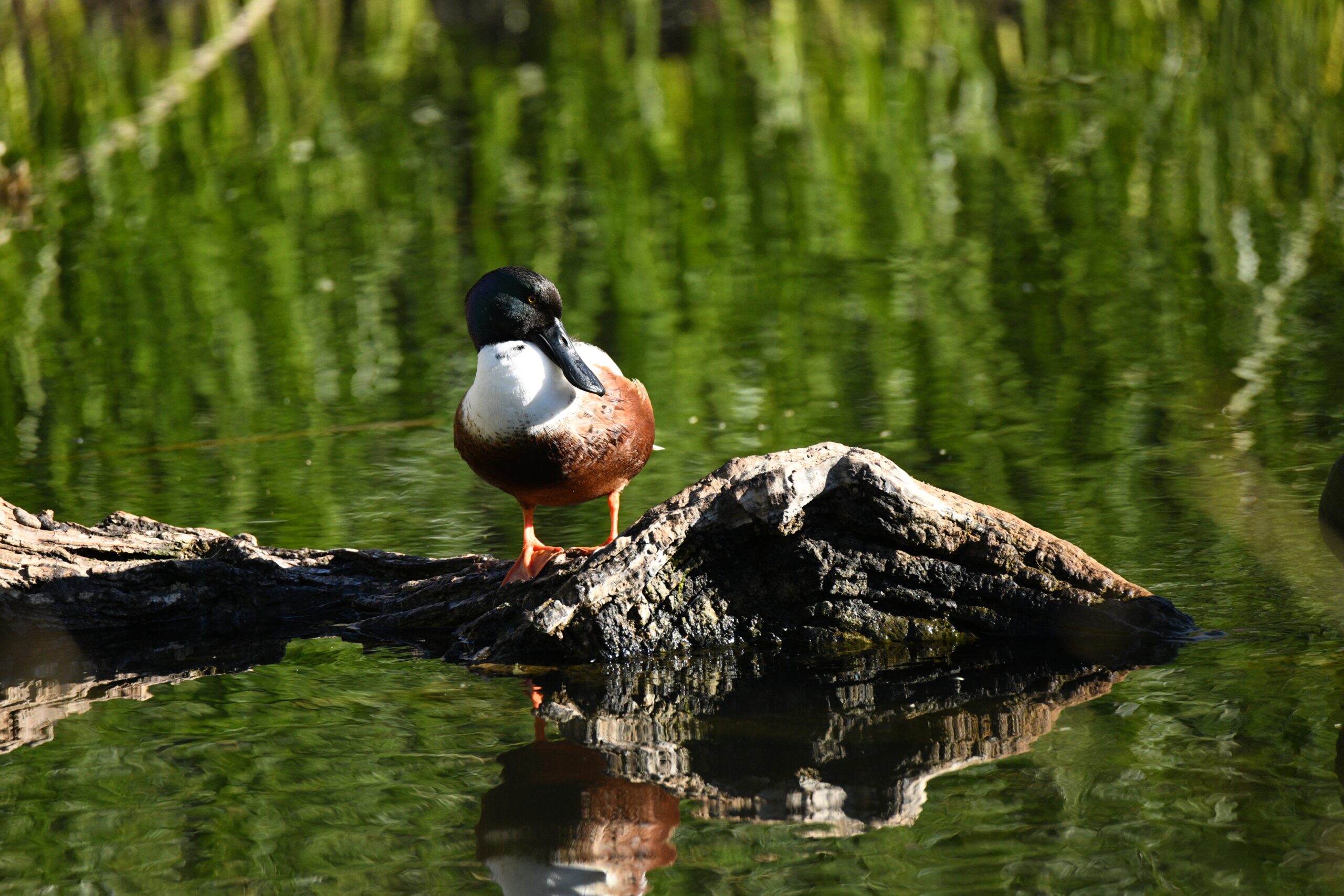 Northern Shovelers, Sweetwater Wetlands, Tucson, Arizona