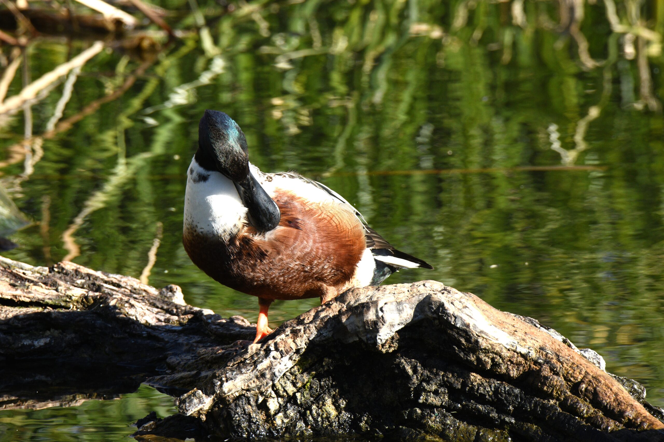 Northern Shovelers, Sweetwater Wetlands, Tucson, Arizona