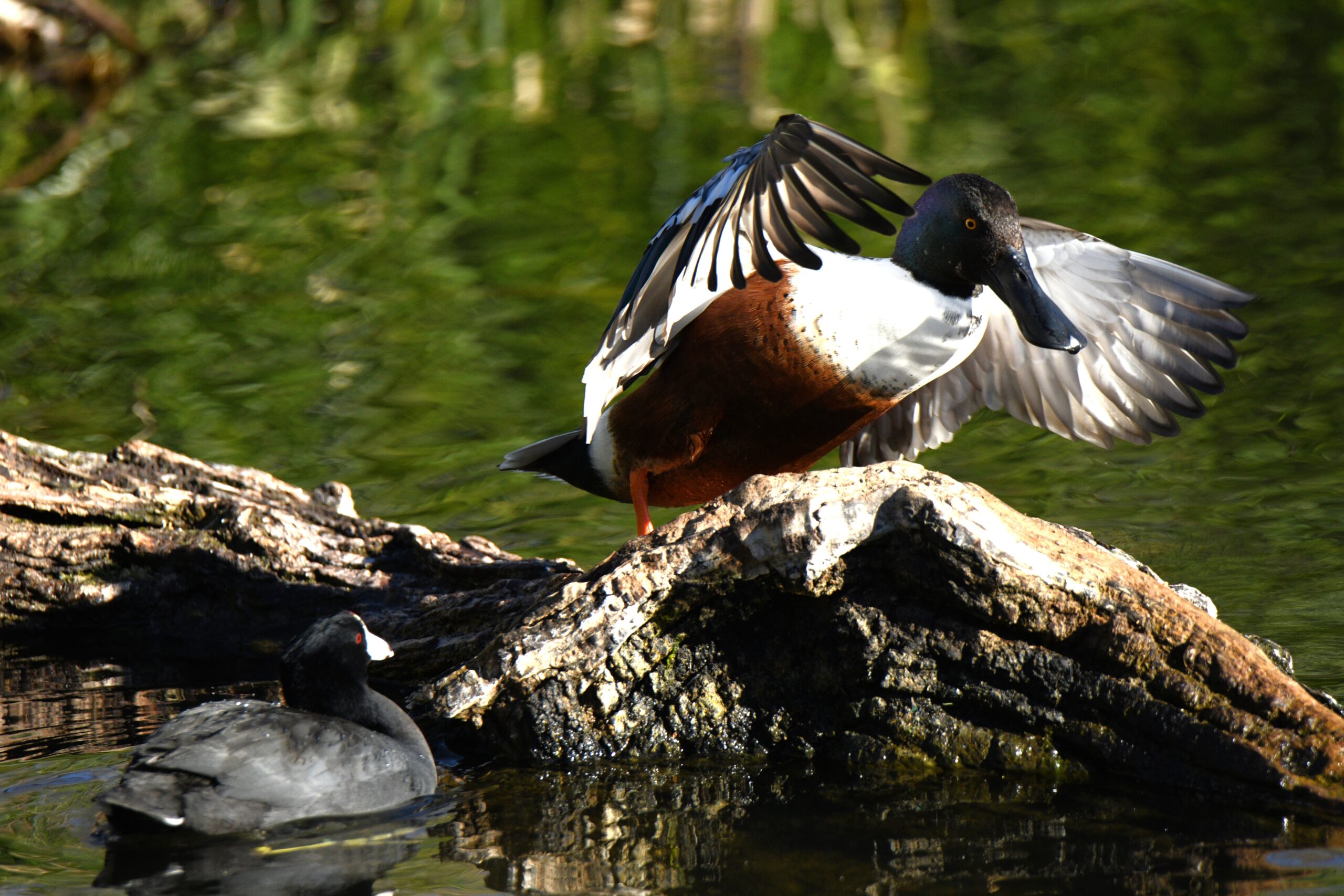 Northern Shovelers, Sweetwater Wetlands, Tucson, Arizona (with American Coot)