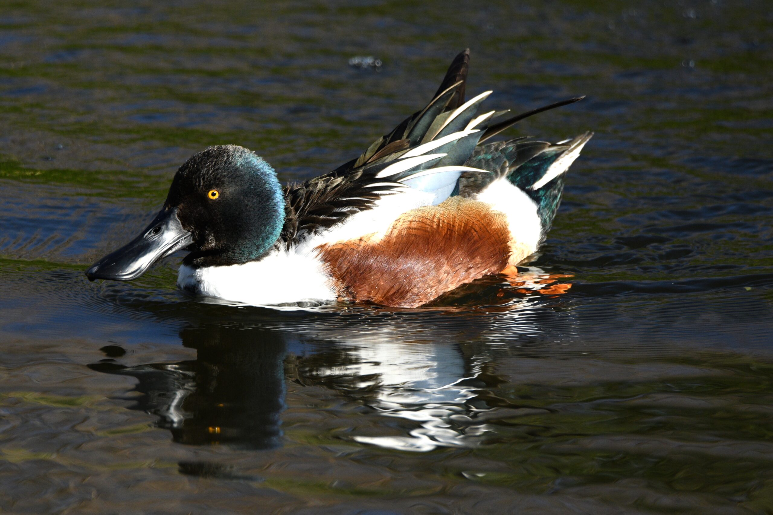 Northern Shovelers, Sweetwater Wetlands, Tucson, Arizona