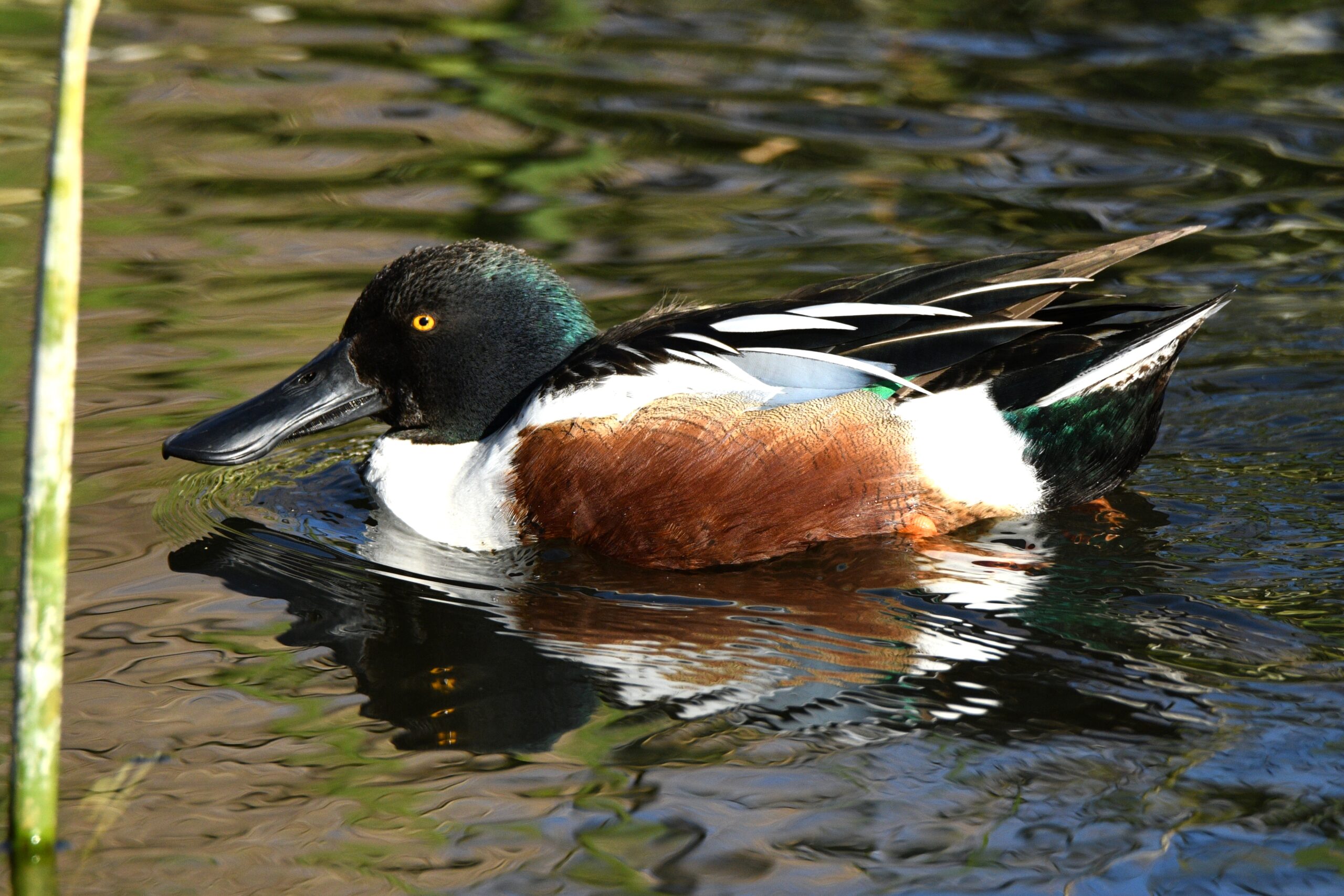 Northern Shoveler male