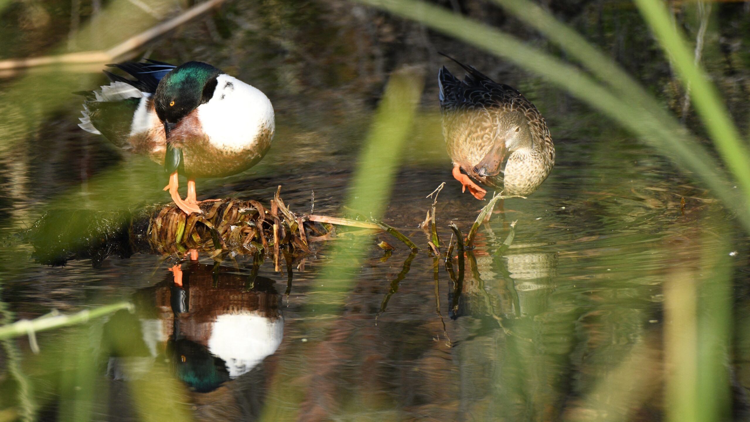 Northern Shovelers, Sweetwater Wetlands, Tucson, Arizona