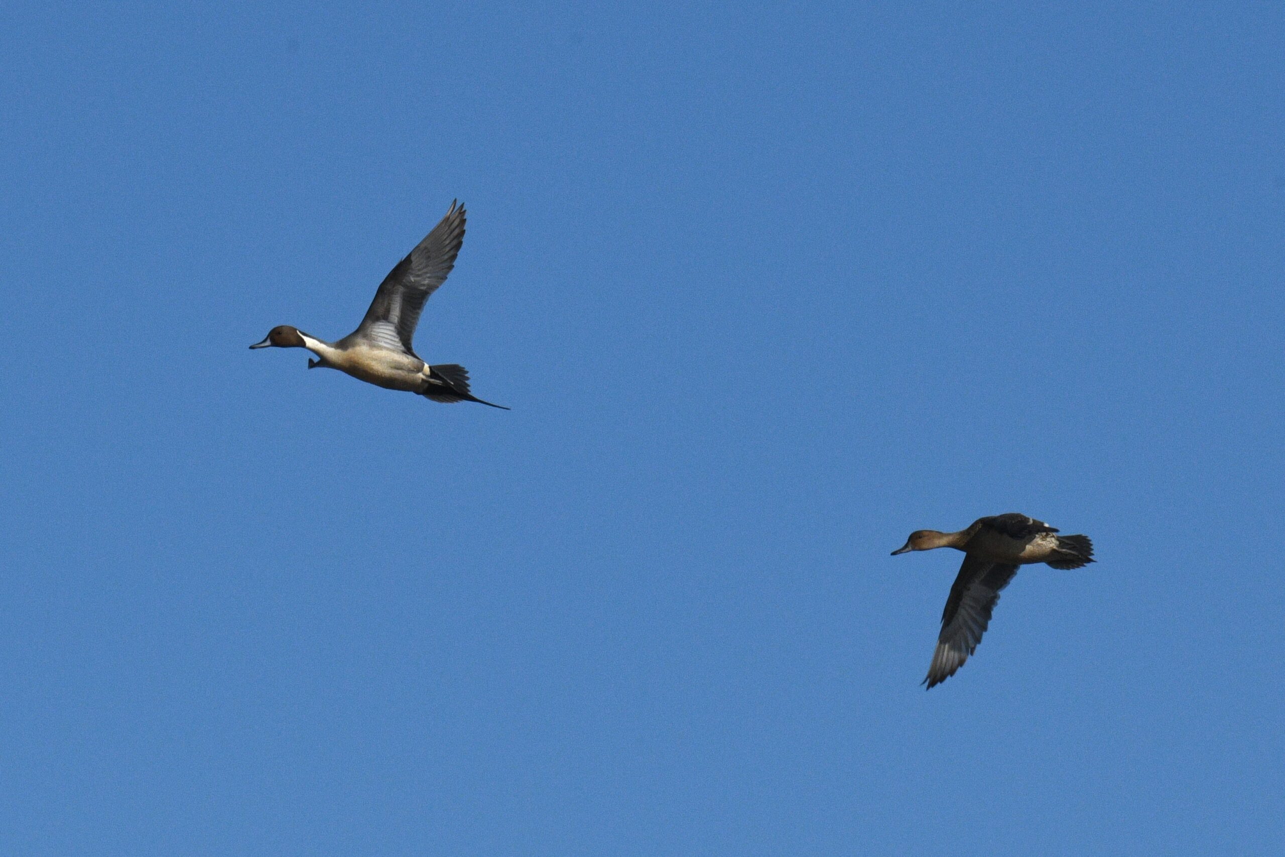 Northern Pintails by Feather Observation Platform, Presque Isle State Park