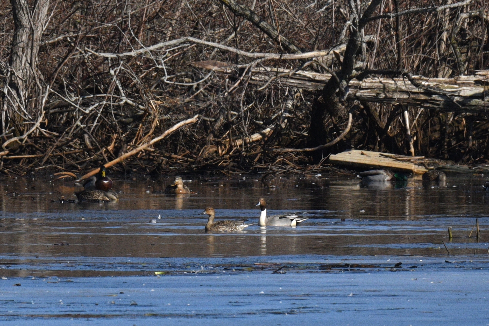 Northern Pintails by Feather Observation Platform, Presque Isle State Park