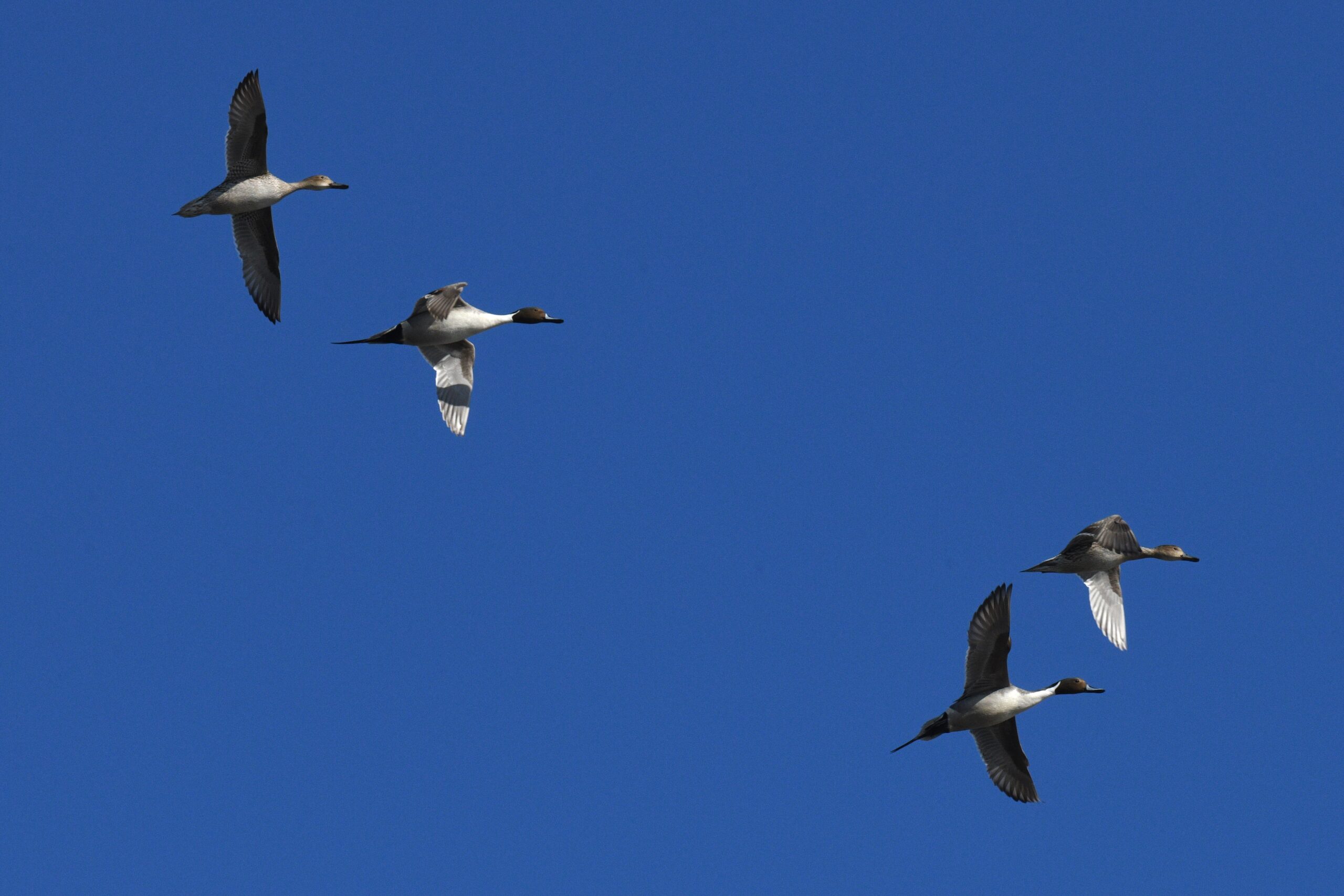 Northern Pintails by Feather Observation Platform, Presque Isle State Park