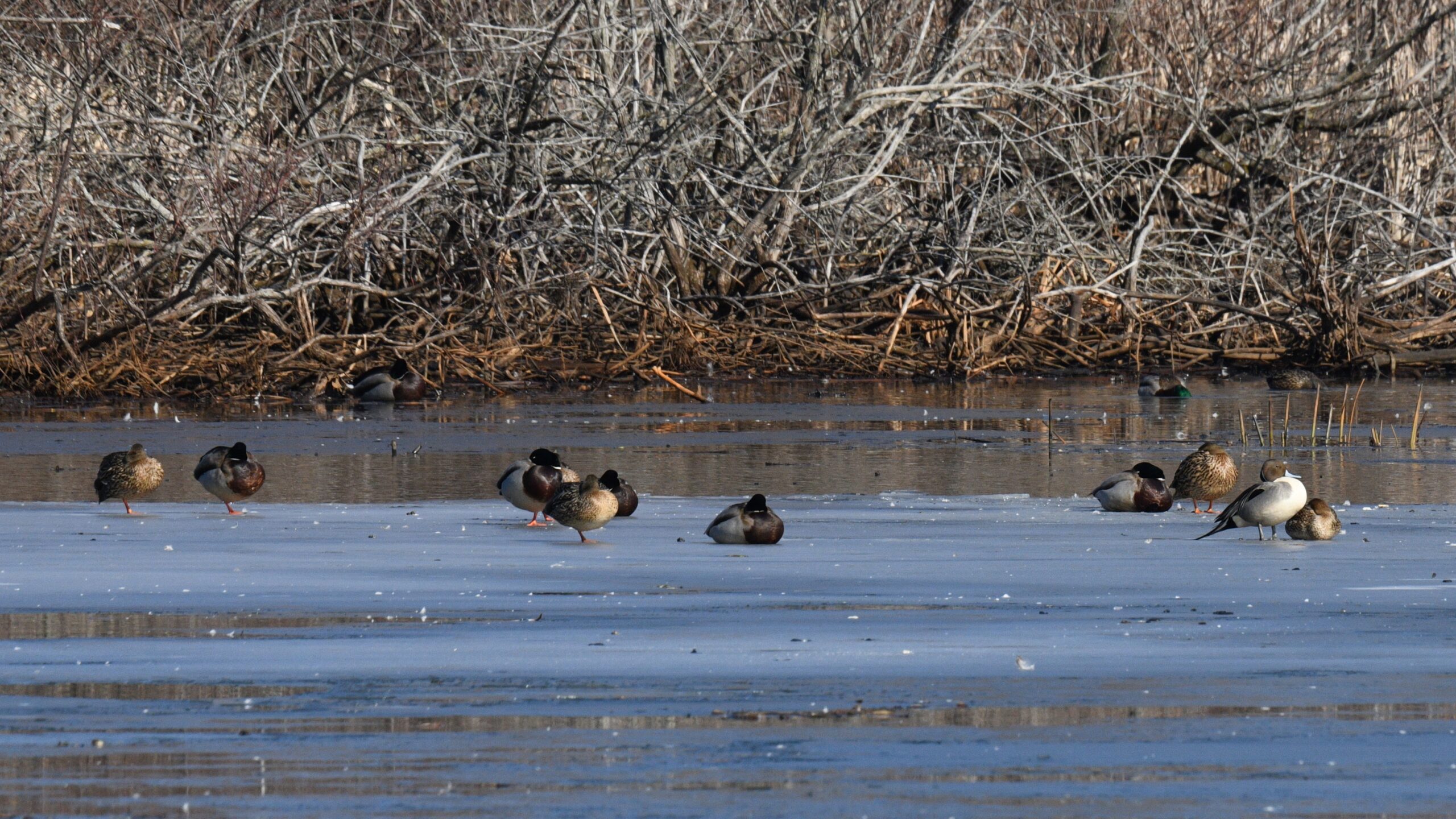 Northern Pintails by Feather Observation Platform, Presque Isle State Park