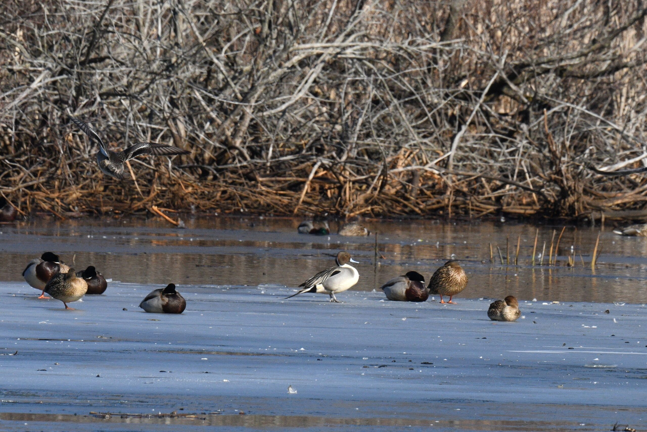 Northern Pintails by Feather Observation Platform, Presque Isle State Park