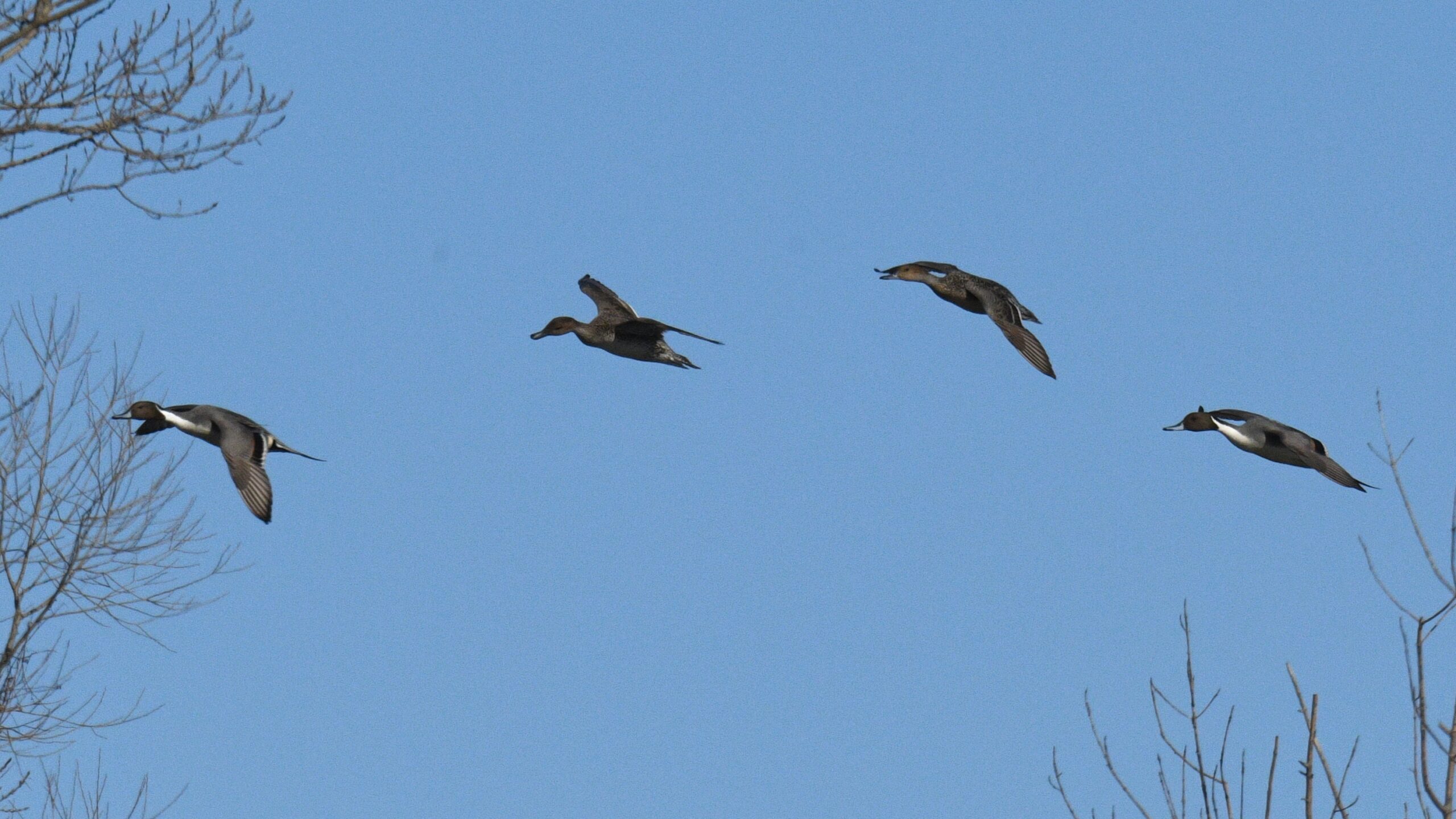 Northern Pintails by Feather Observation Platform, Presque Isle State Park