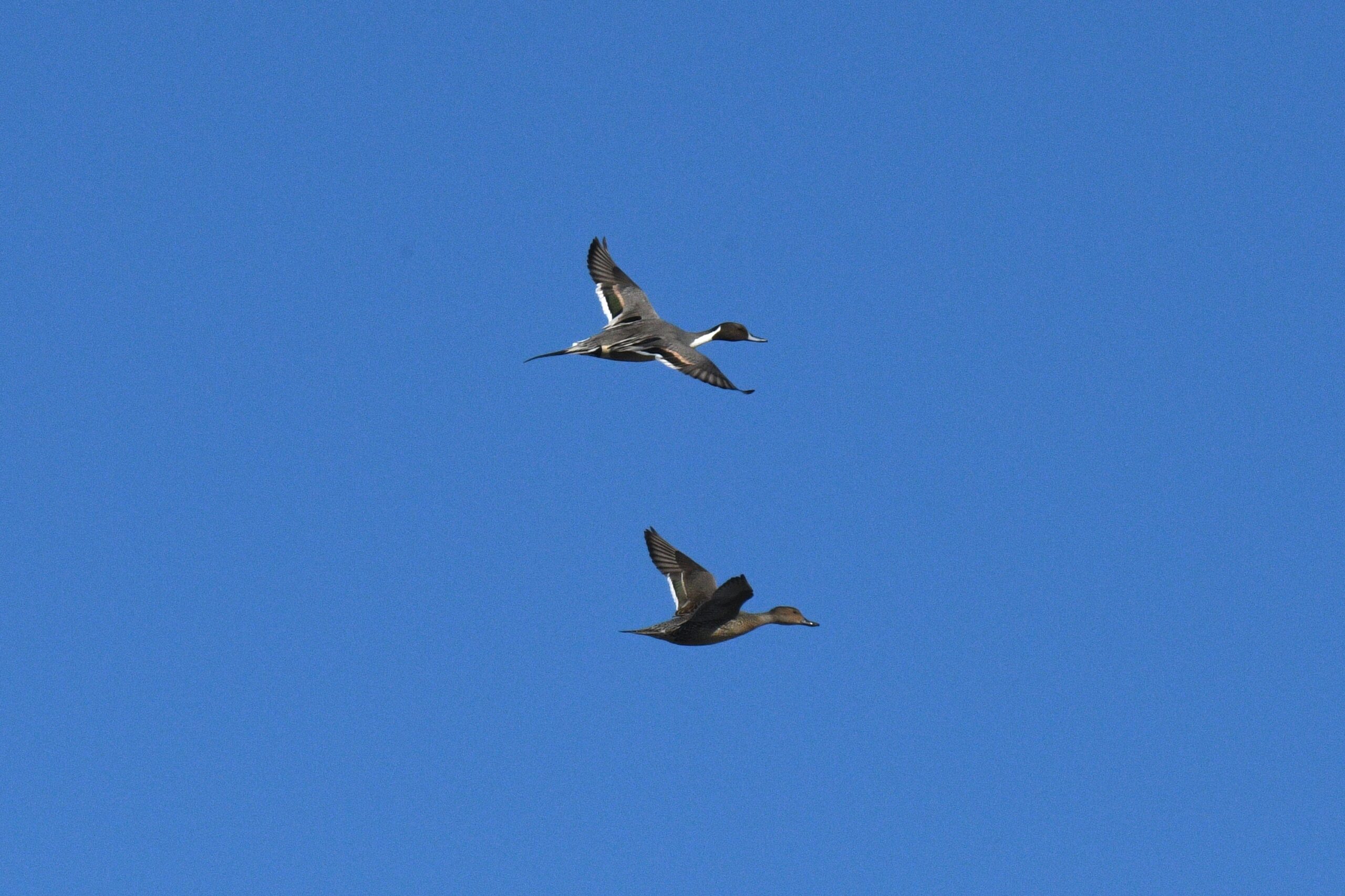 Northern Pintails by Feather Observation Platform, Presque Isle State Park