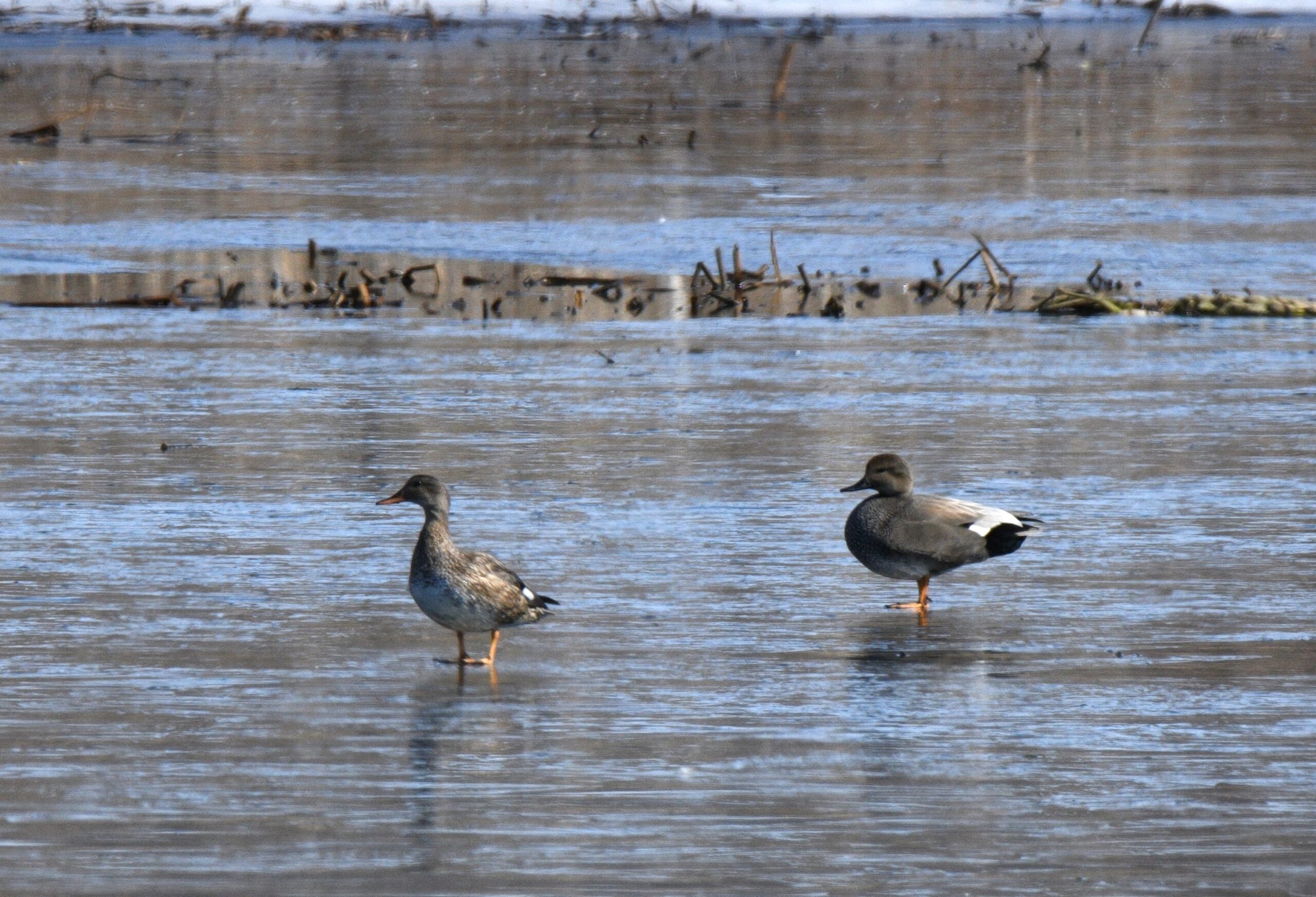 Gadwall ducks