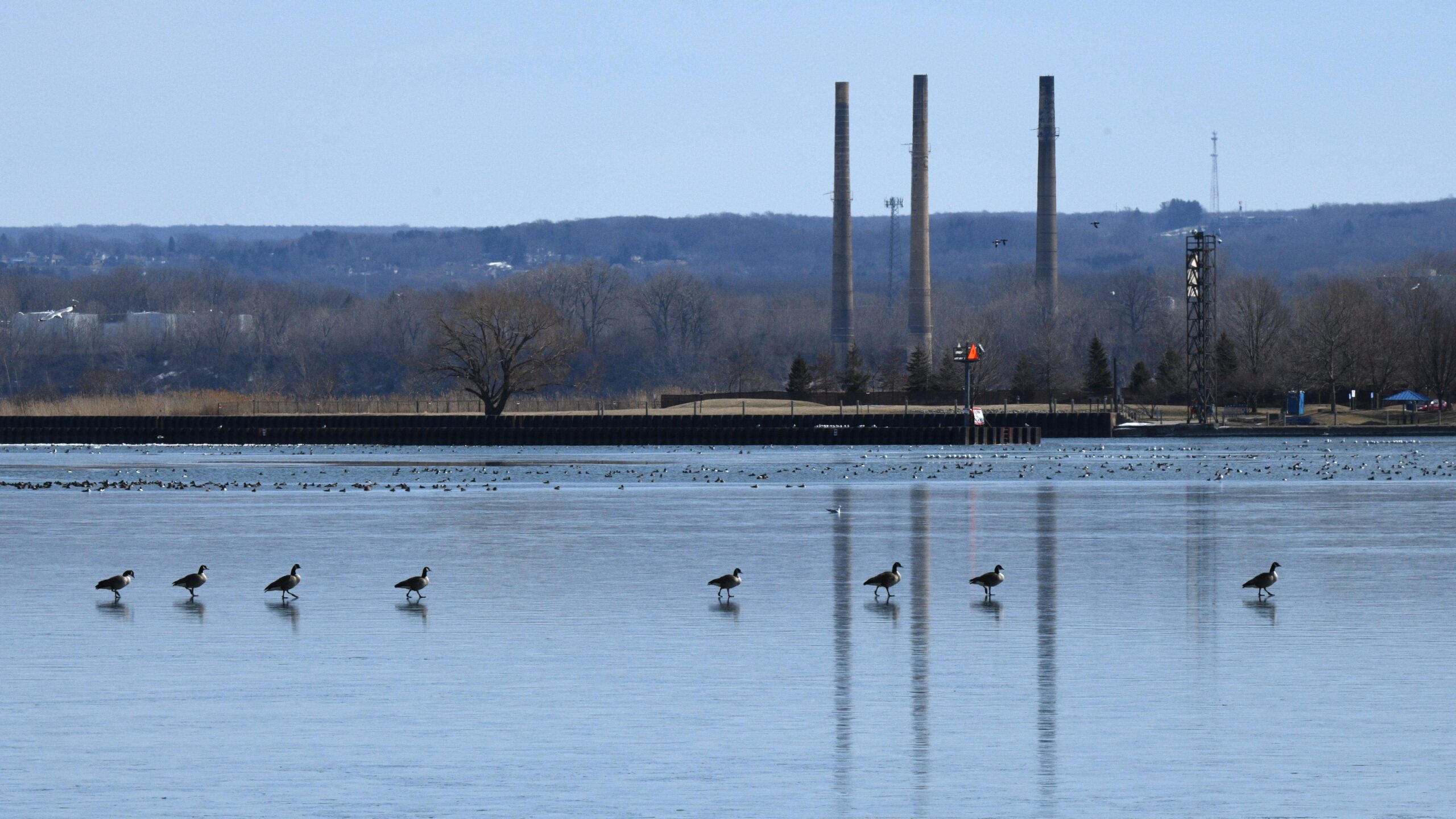 Geese in a line on ice, Presque Isle State Park