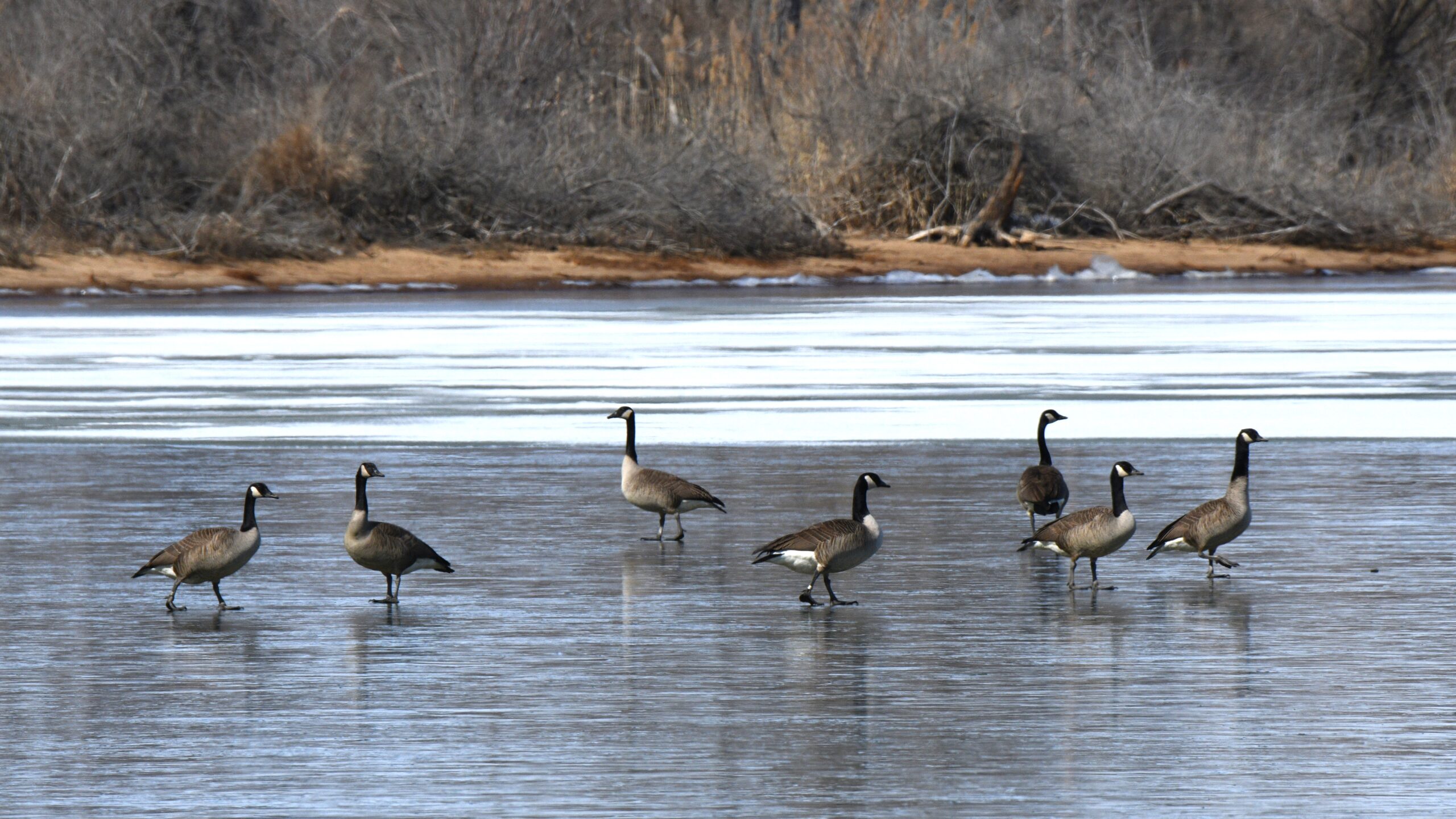 Geese, Presque Isle State Park