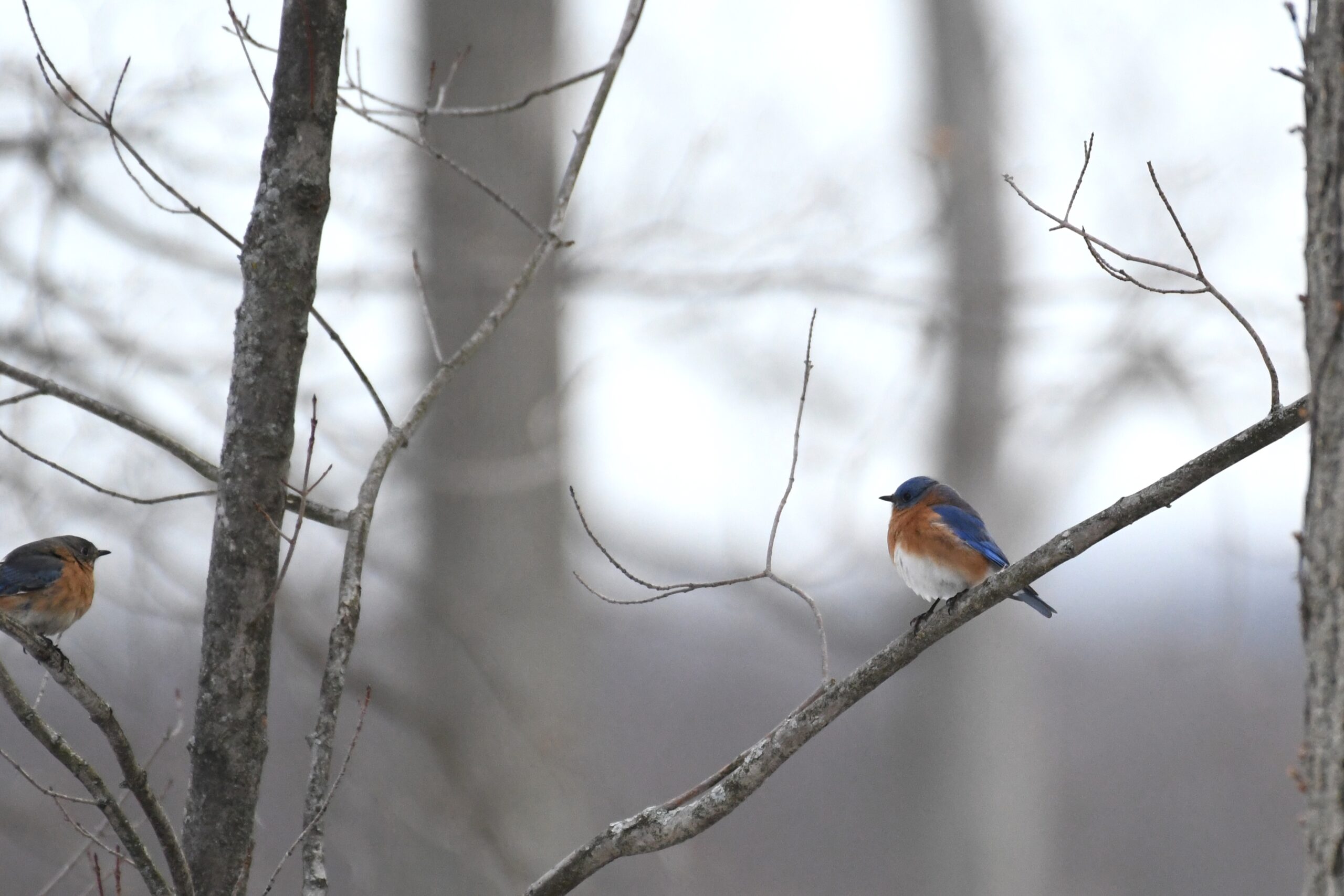 Eastern Bluebirds, Millcreek Township