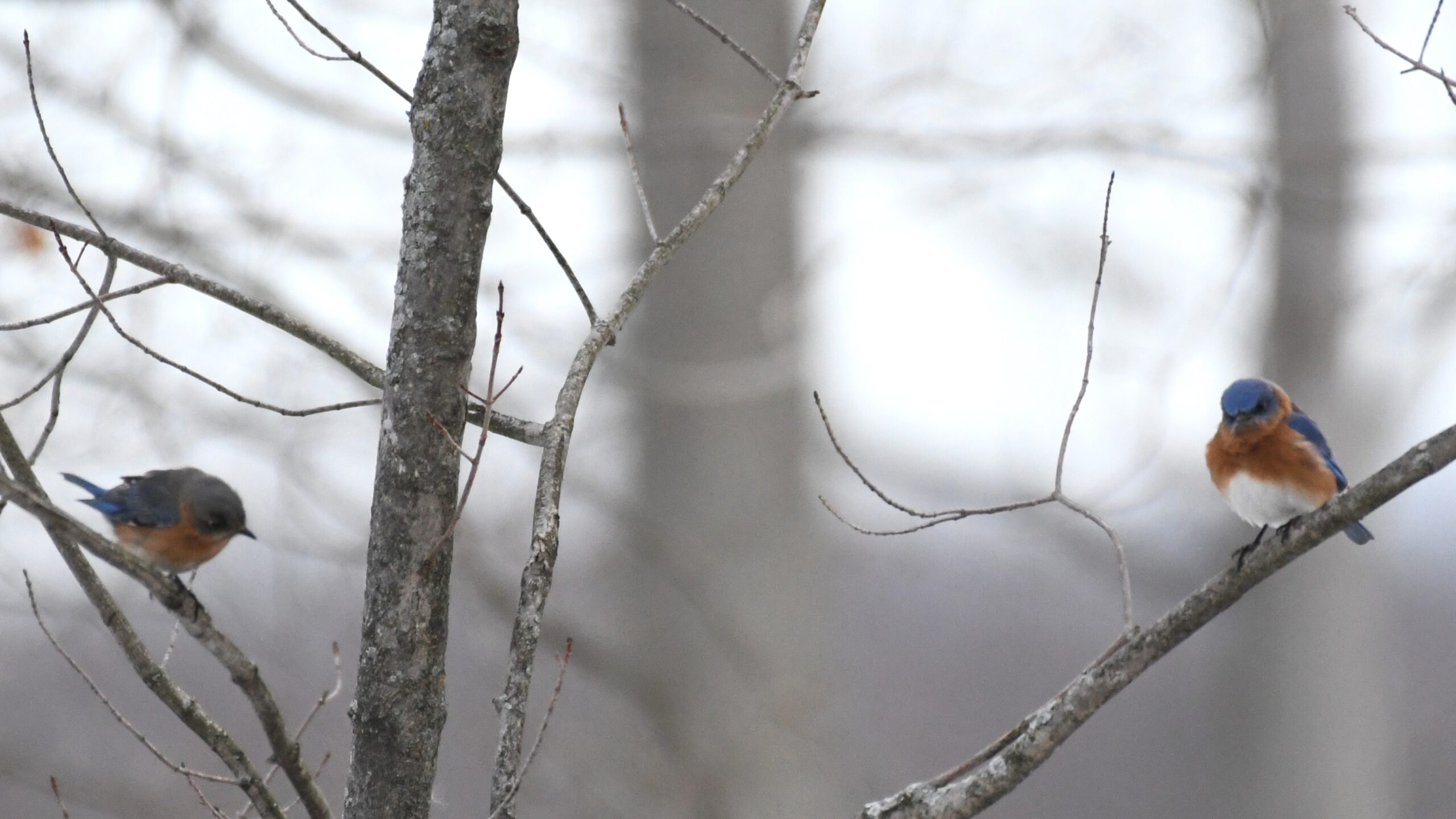 Eastern Bluebirds, male and female