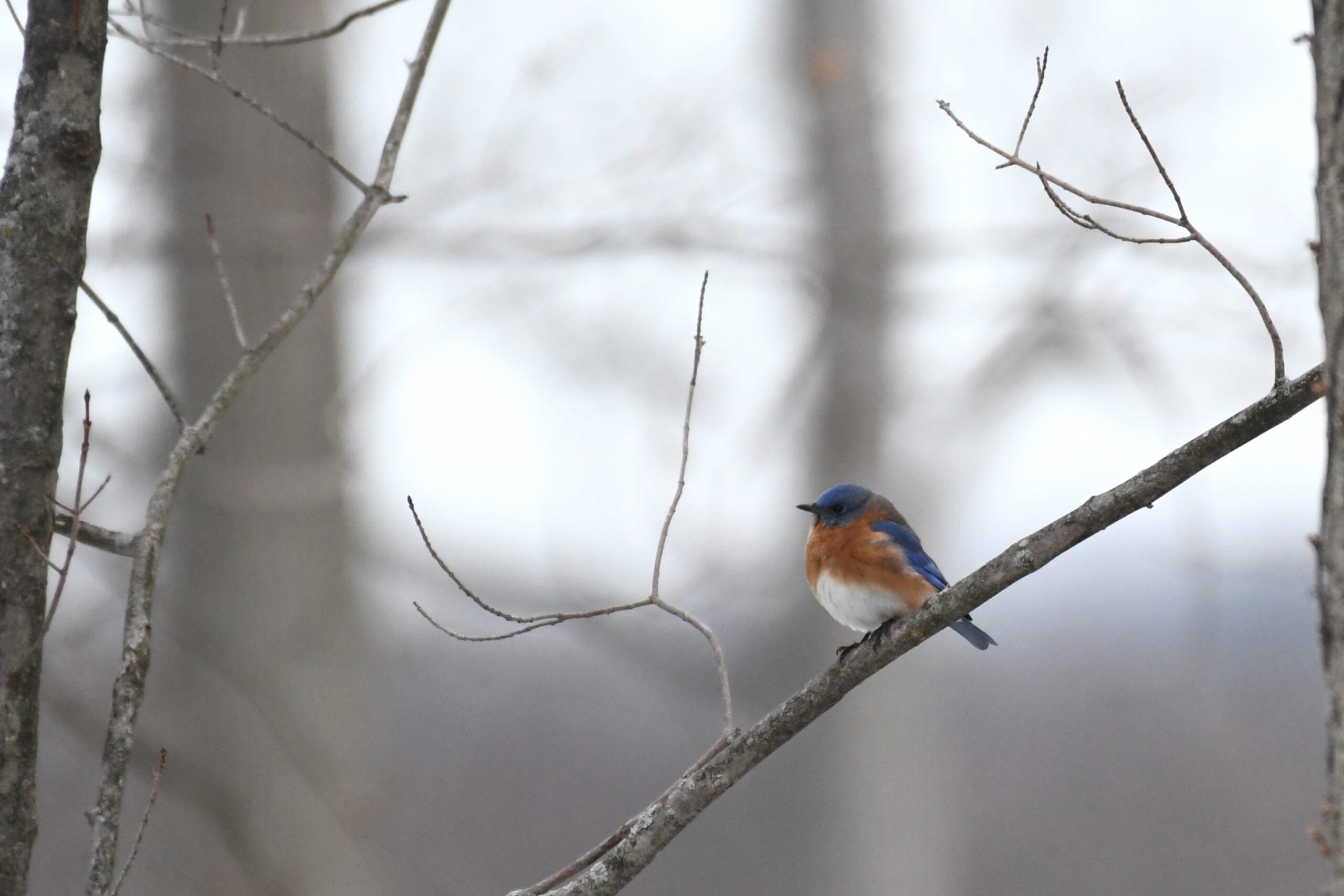 Eastern Bluebird