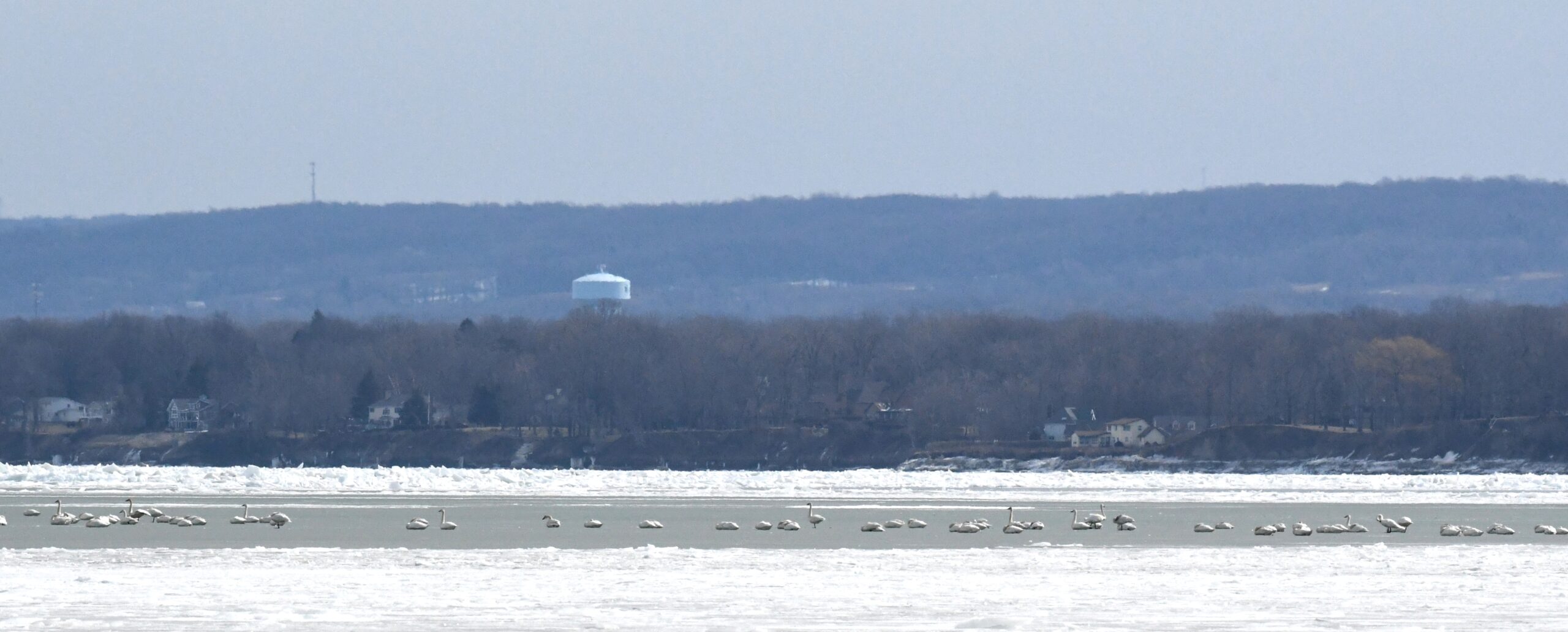 Tundra Swans on Thompson Bay by Gull Point