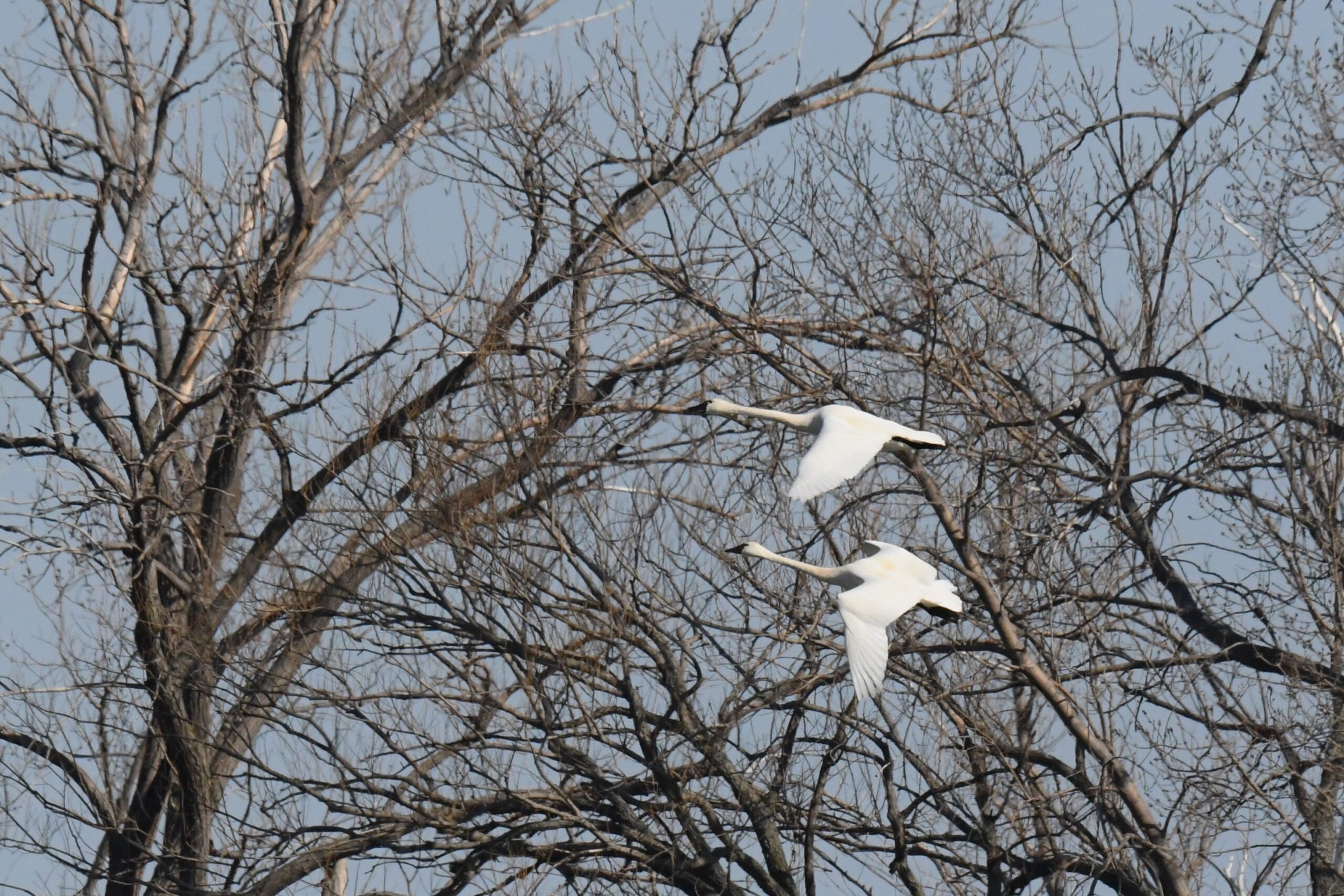 Two tundra swans in flight