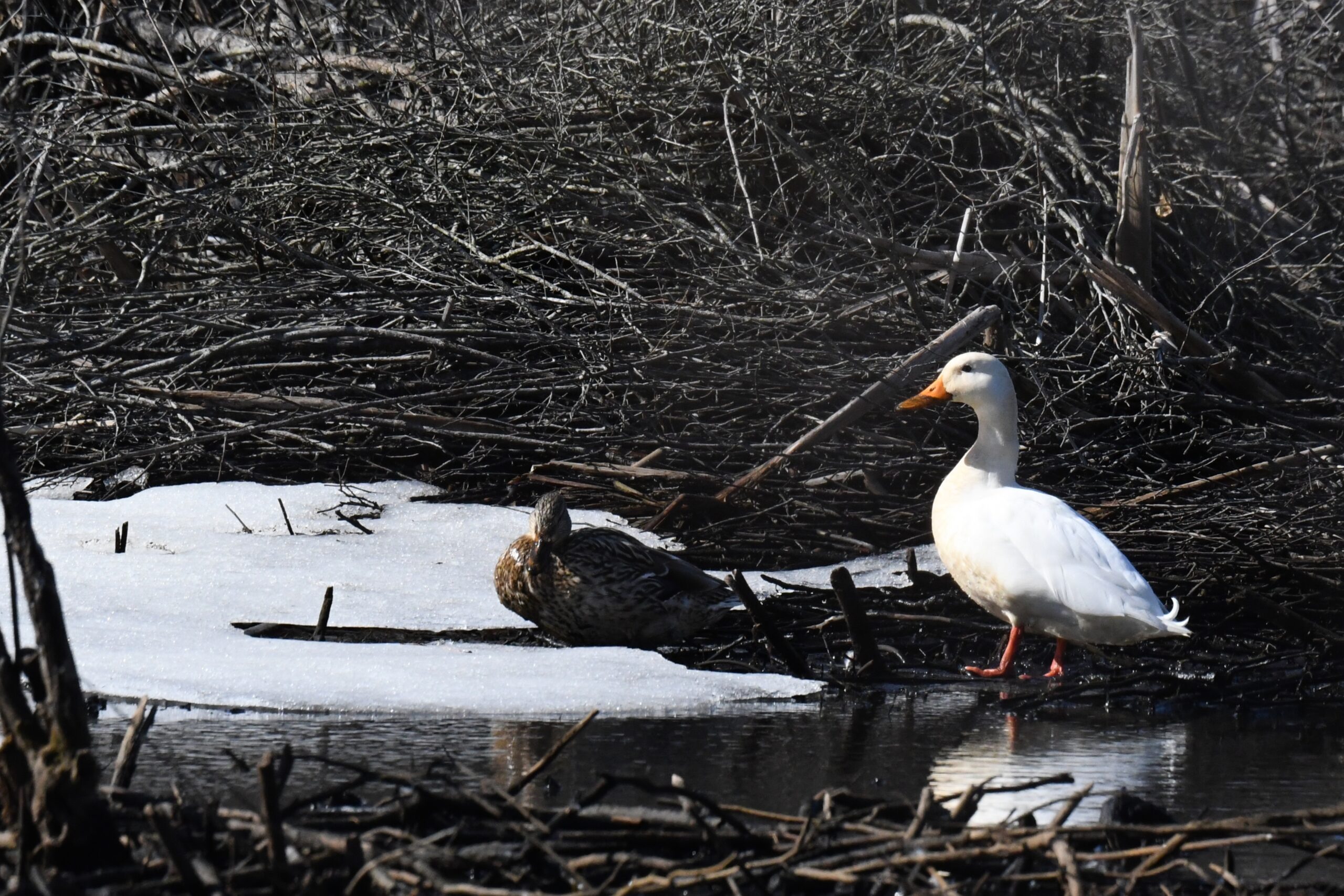 Pekin duck and female Mallard