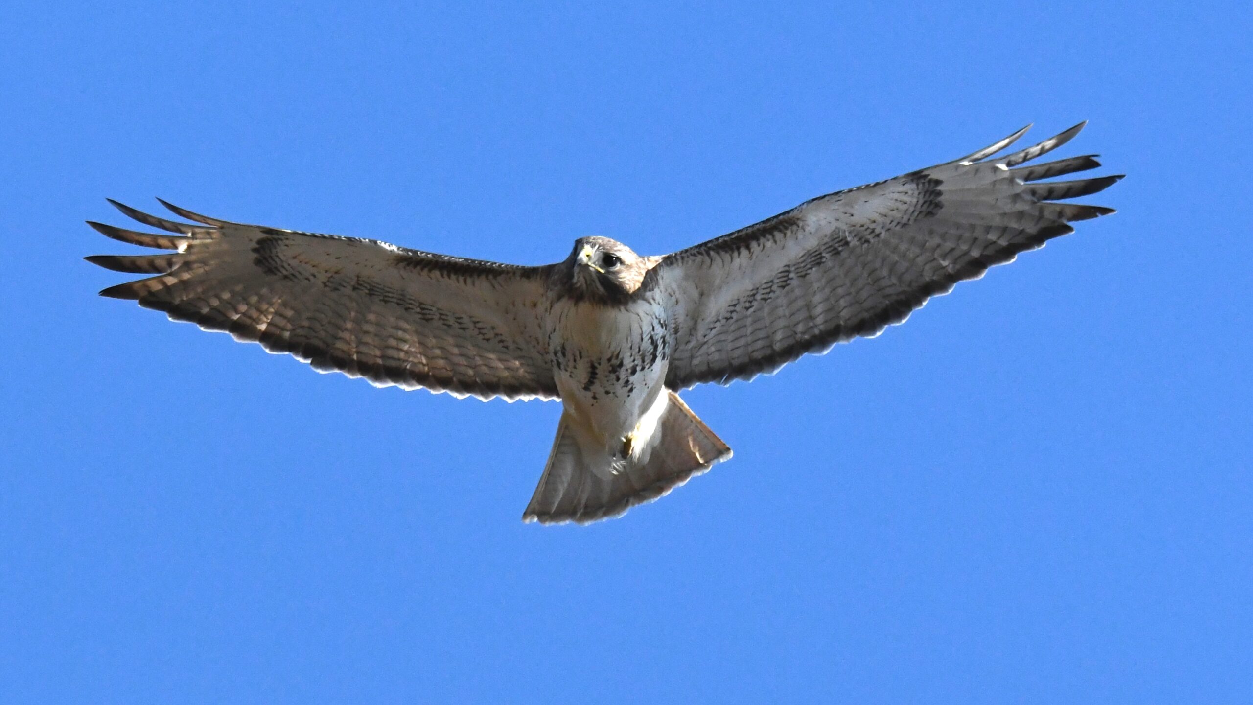 Red-tailed Hawk