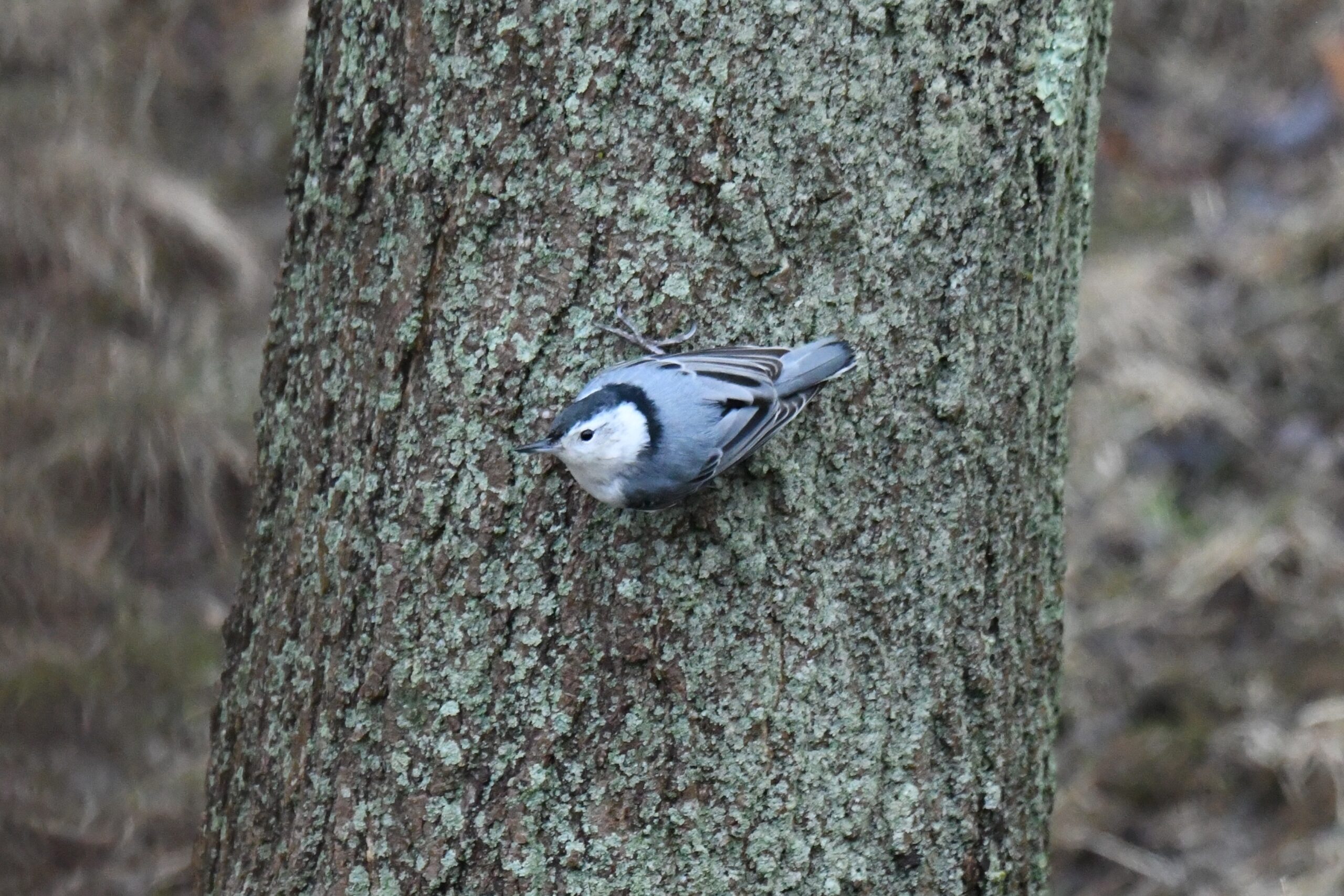 White-breasted Nuthatch