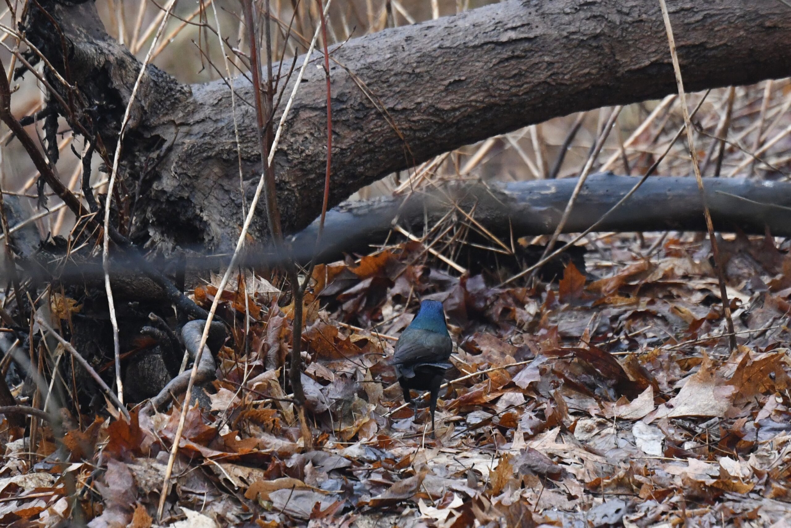 Common Grackle